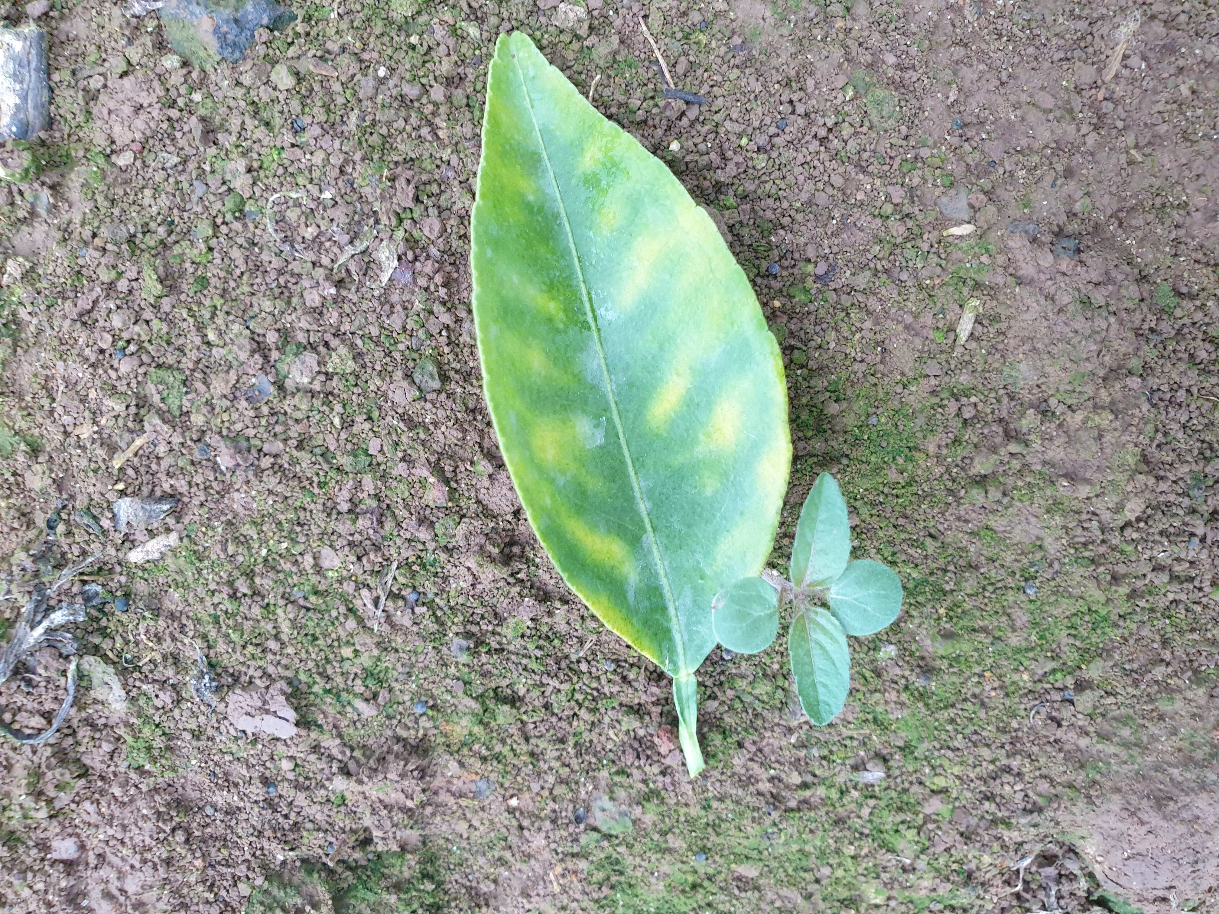 천혜향 잎의 변색