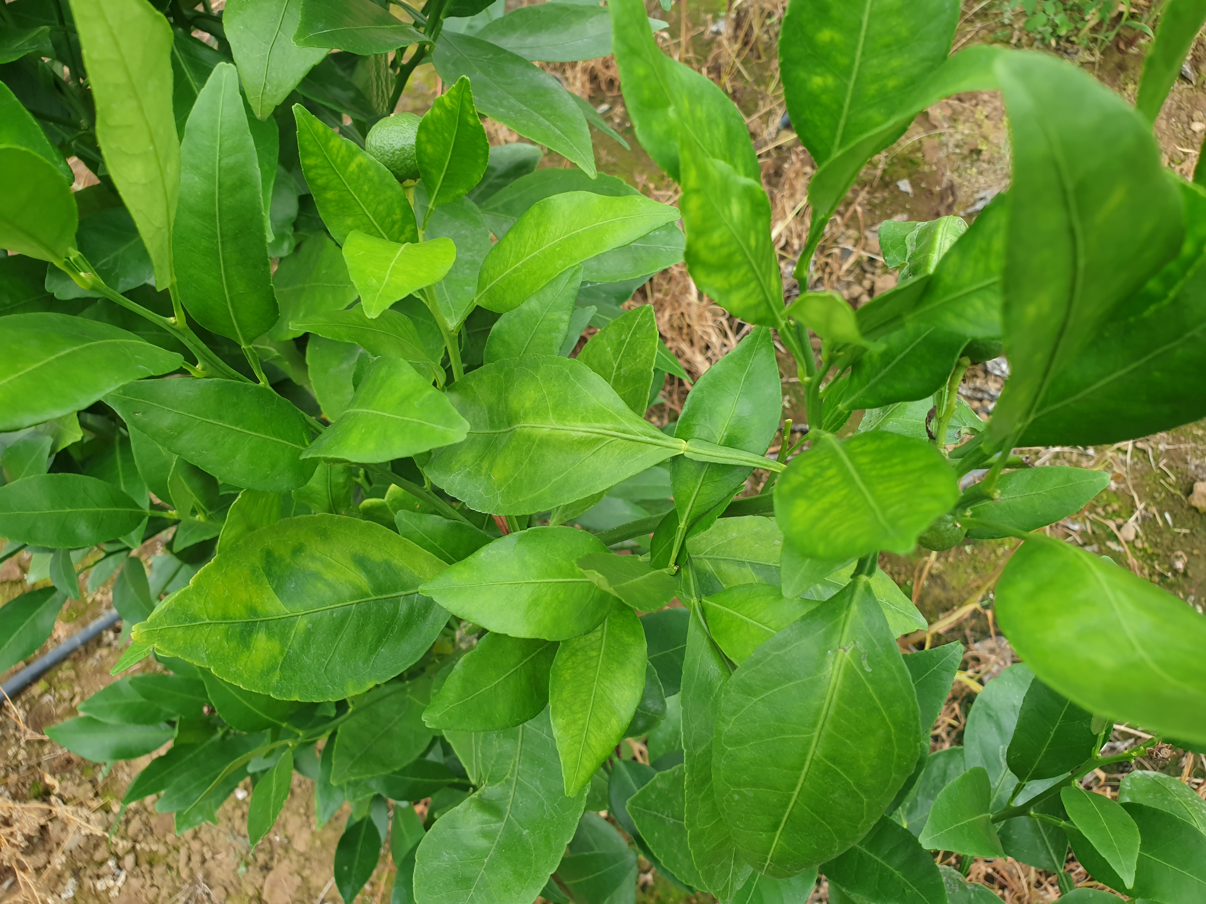 만감류 잎색