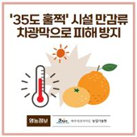 31.1분뉴스_만감류차광막 1.jpg