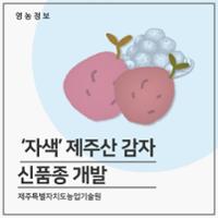 '자색'제주산 감자 신품종 개발