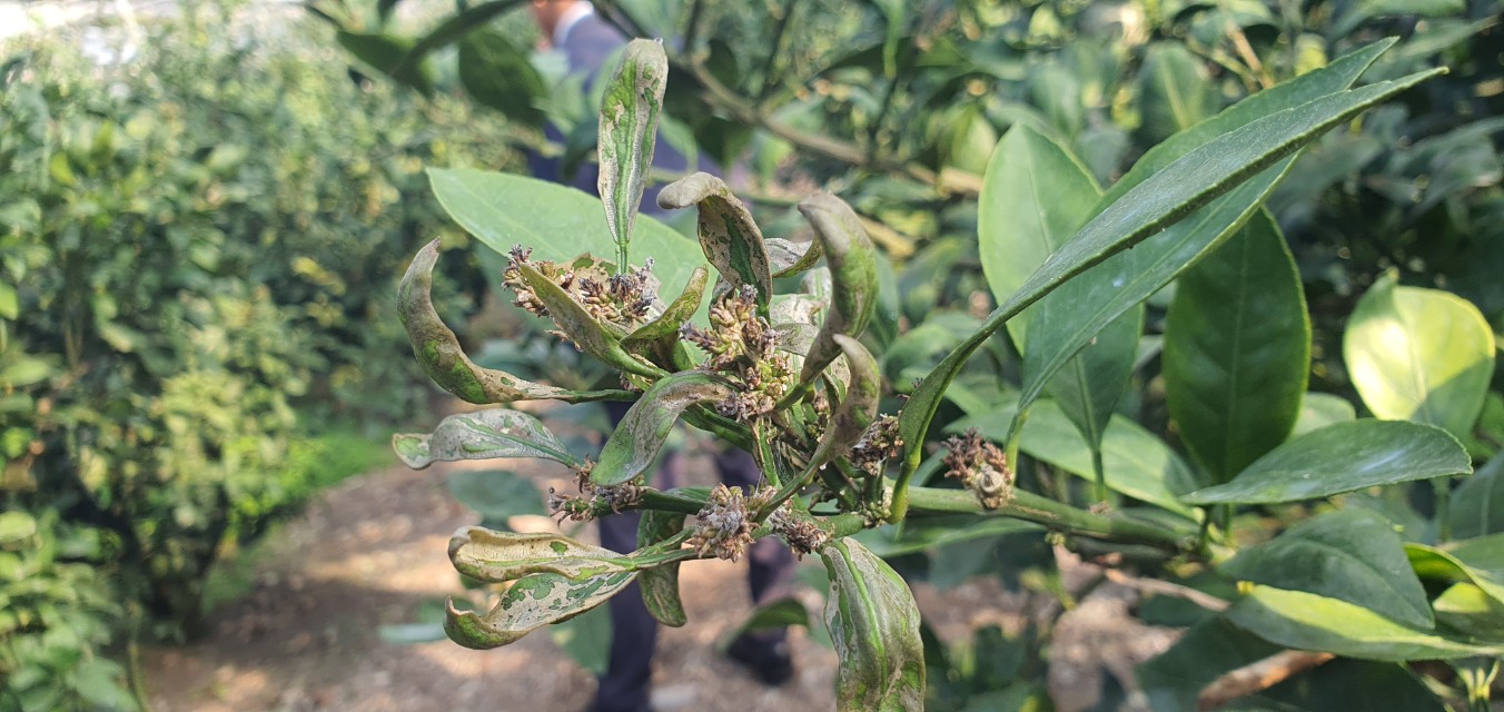 과학적 예측 데이터가 감귤 방제 적기 알려준다