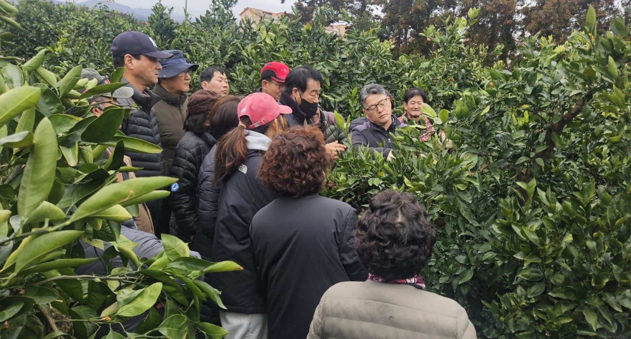 2026년 감귤류 정지.전정 기술교육 추진-4회차