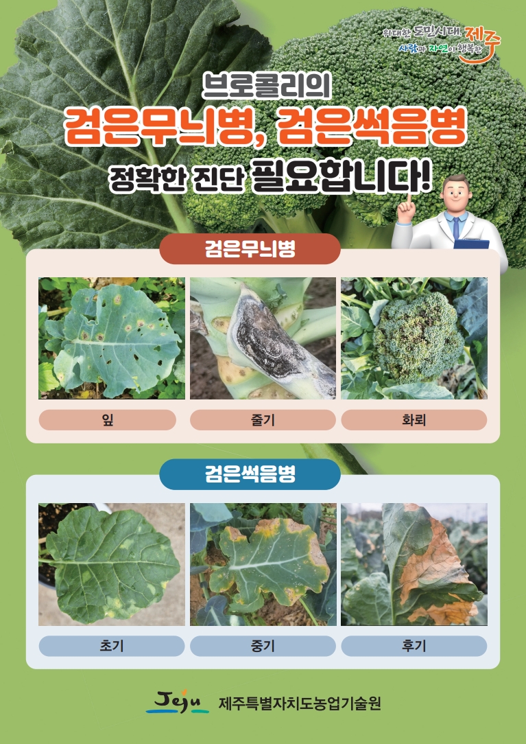 브로콜리 병해 확산 우려…적극 방제 당부