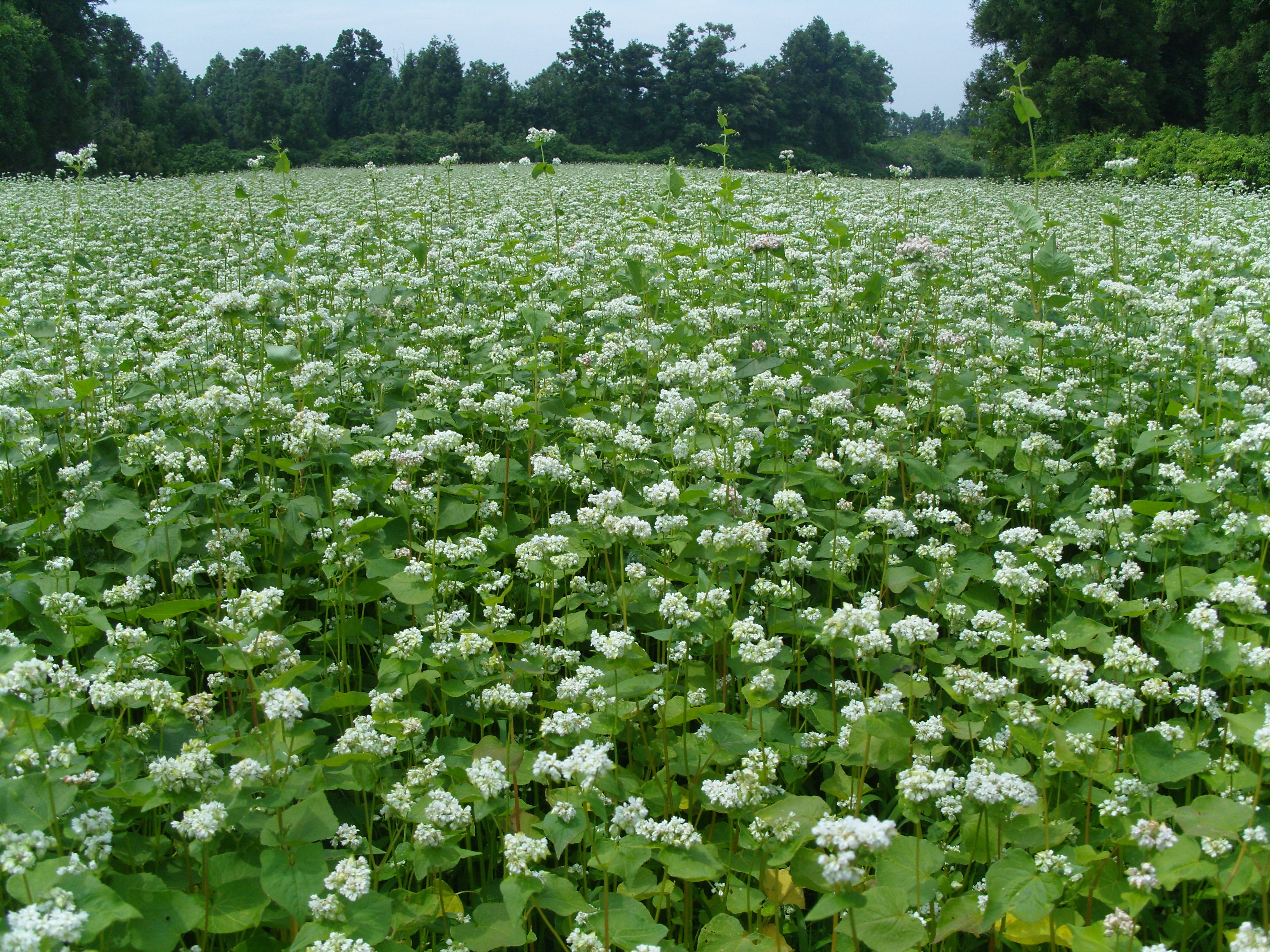 제주 메밀 활용 탁주 개발…양조 기술 고도화 추진