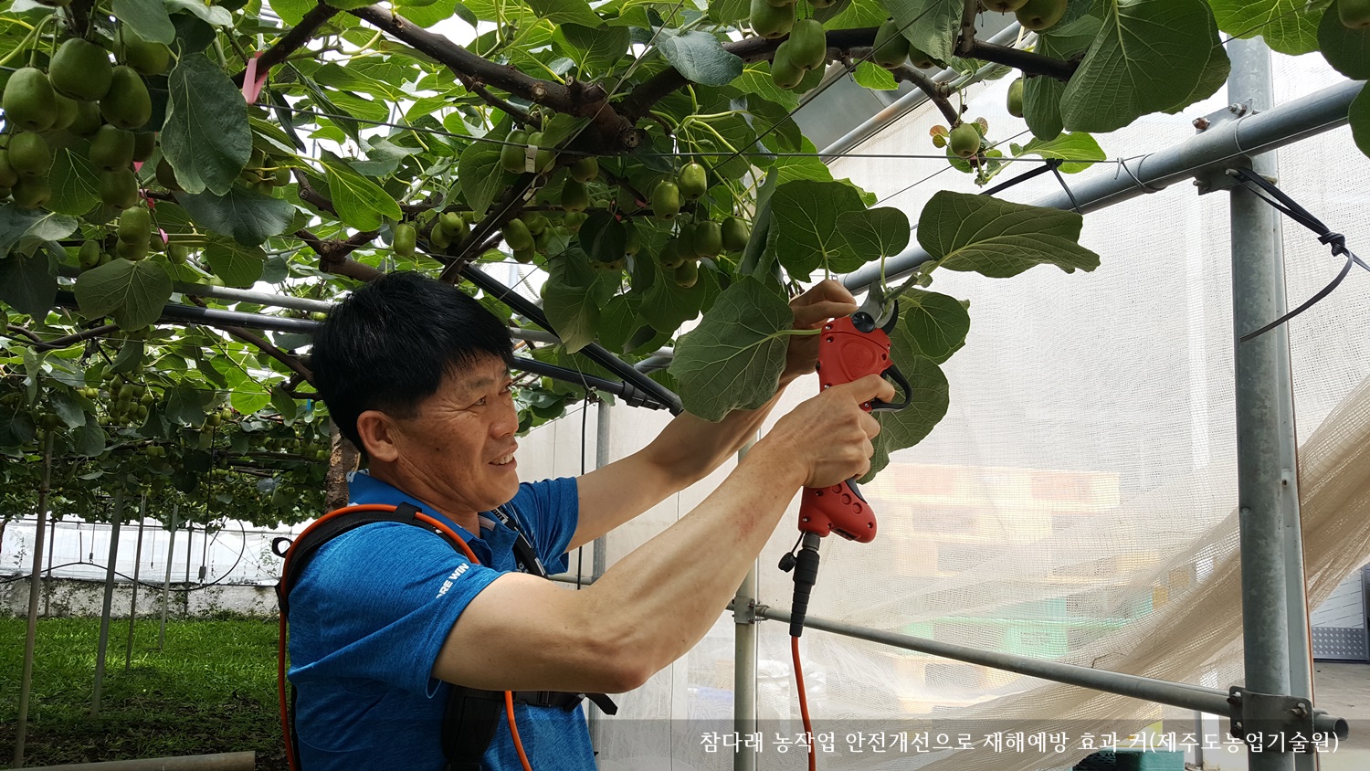 [보도자료] 참다래 농작업 안전개선으로 재해예방 효과 커