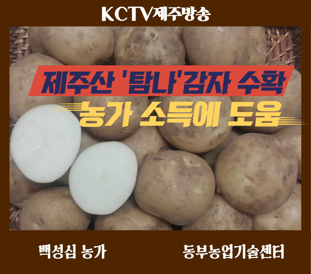 제주산 '탐나'감자 수확…농가 소득에 도움