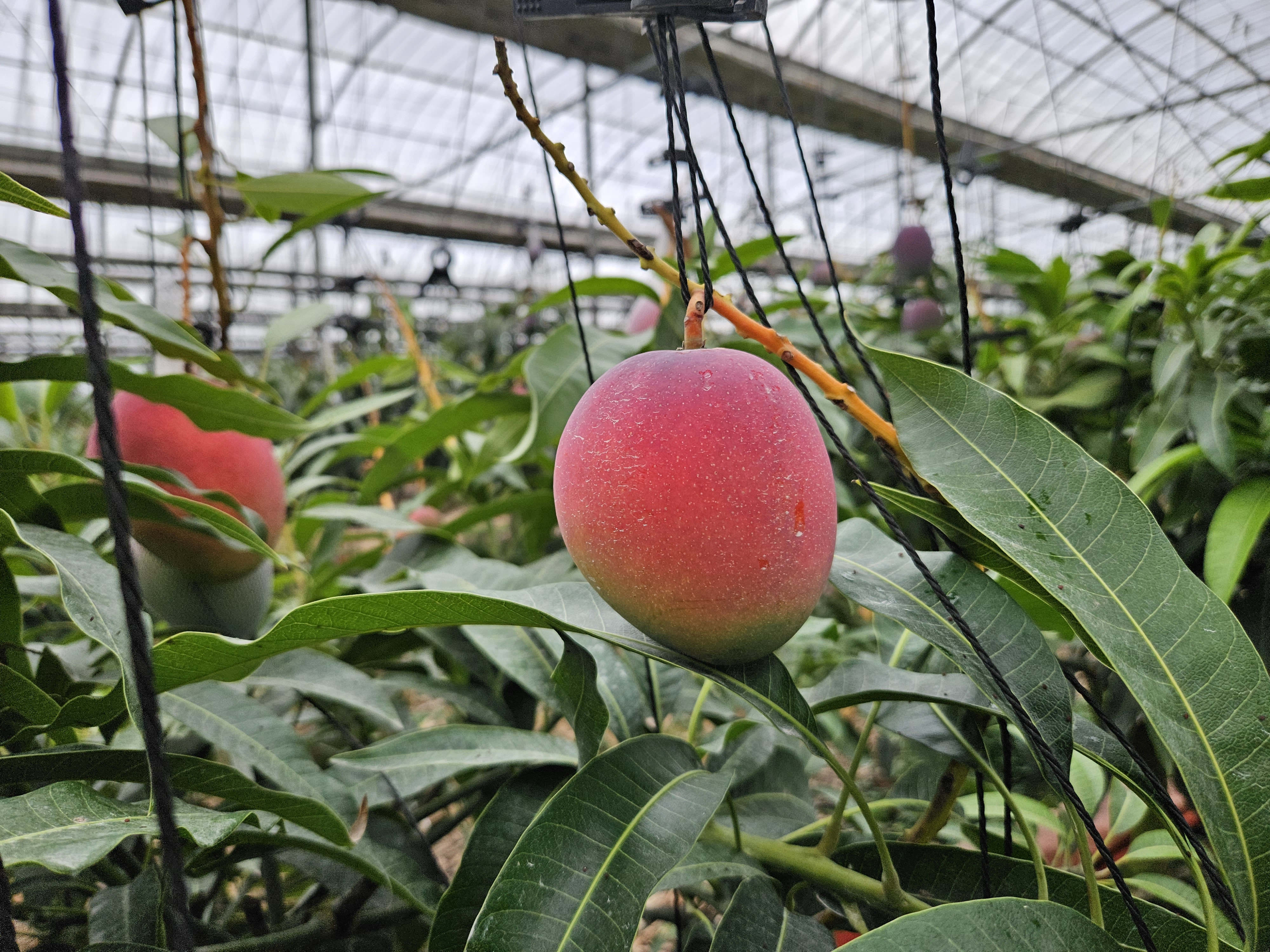 제주 망고, 토양·생산성 고려한 시비기준 마련