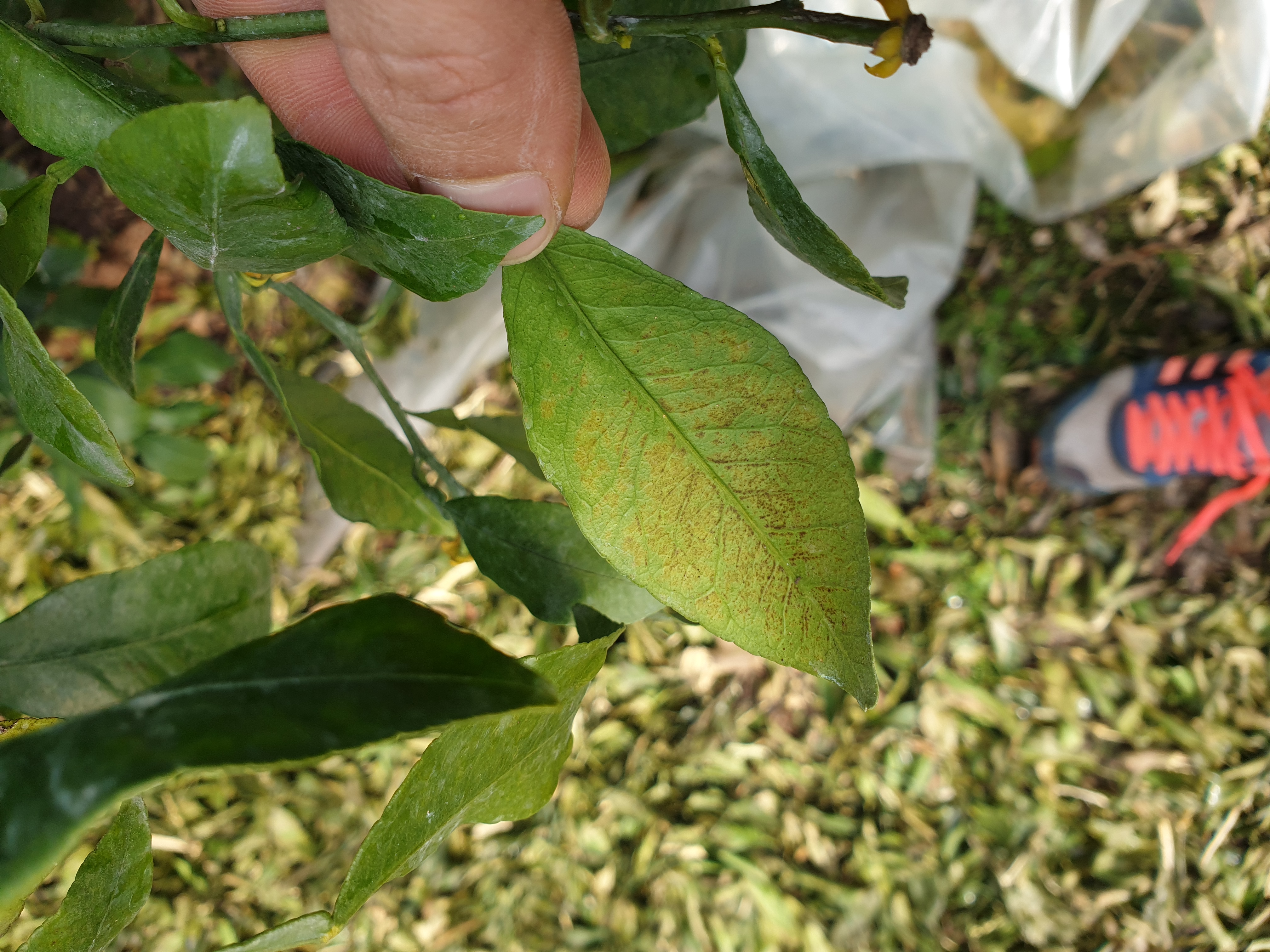 한라봉 잎 