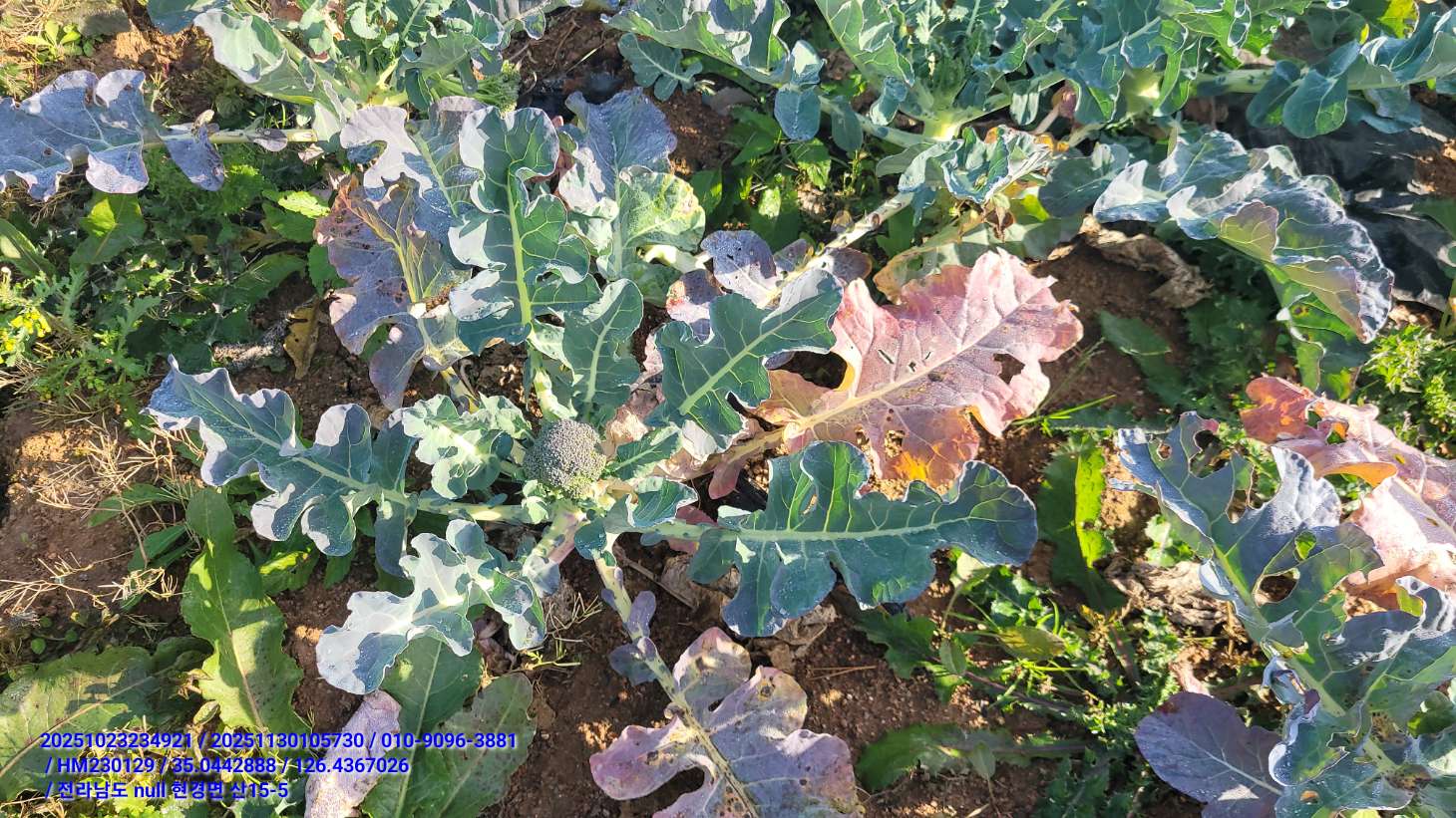 브로콜리 상태 문의드립니다.