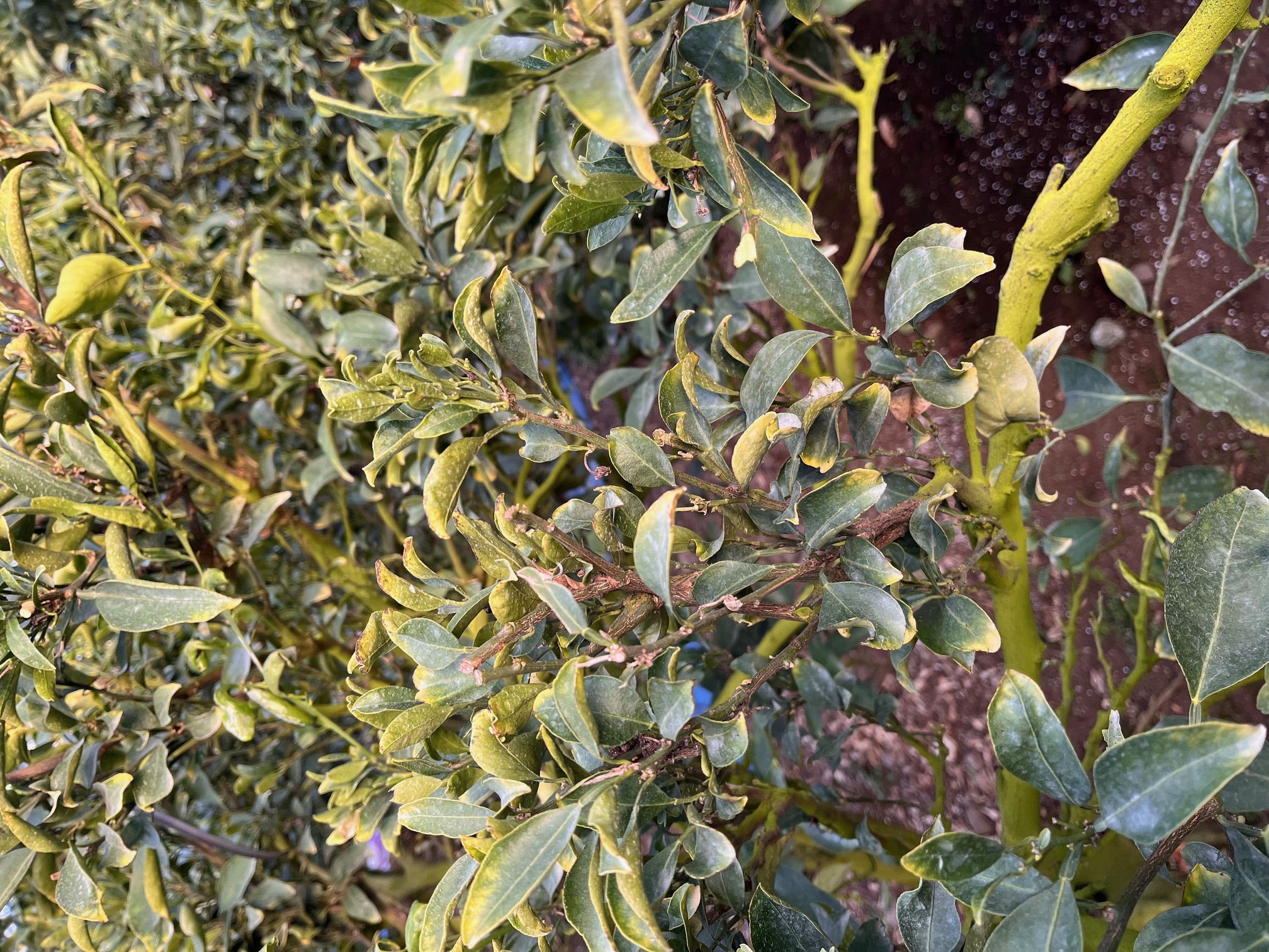 한라봉 나무잎 연한 녹색 및 천혜향 잎말림 피해