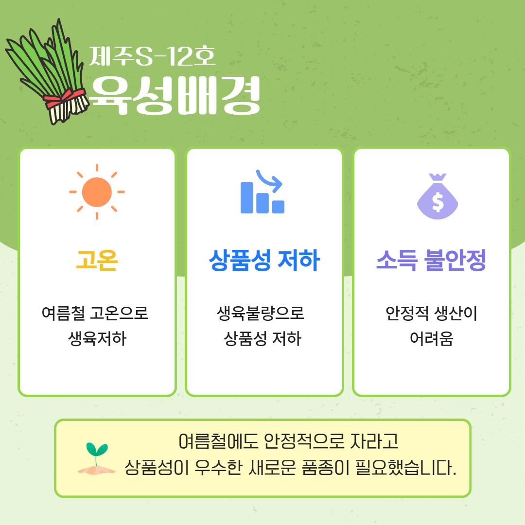 여름에도 강한 쪽파, '제주S-12호'를 소개합니다
