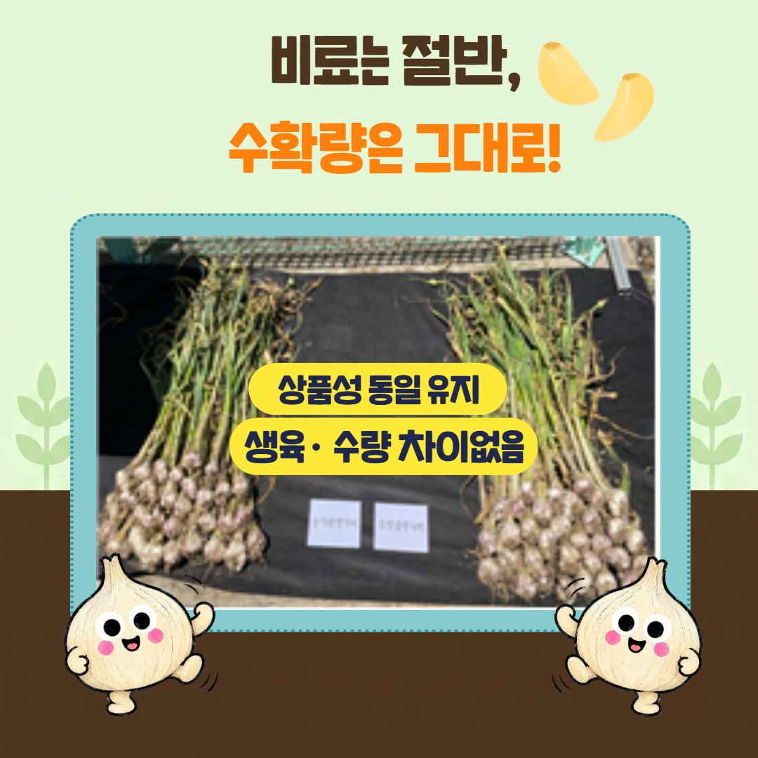 마늘 전용 비료 활용 표준시비 실증 결과