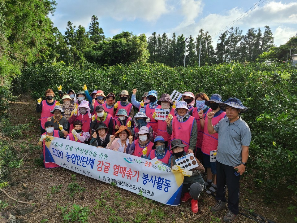 안덕면 농업인단체 감귤 열매솎기 봉사활동(8월14일)