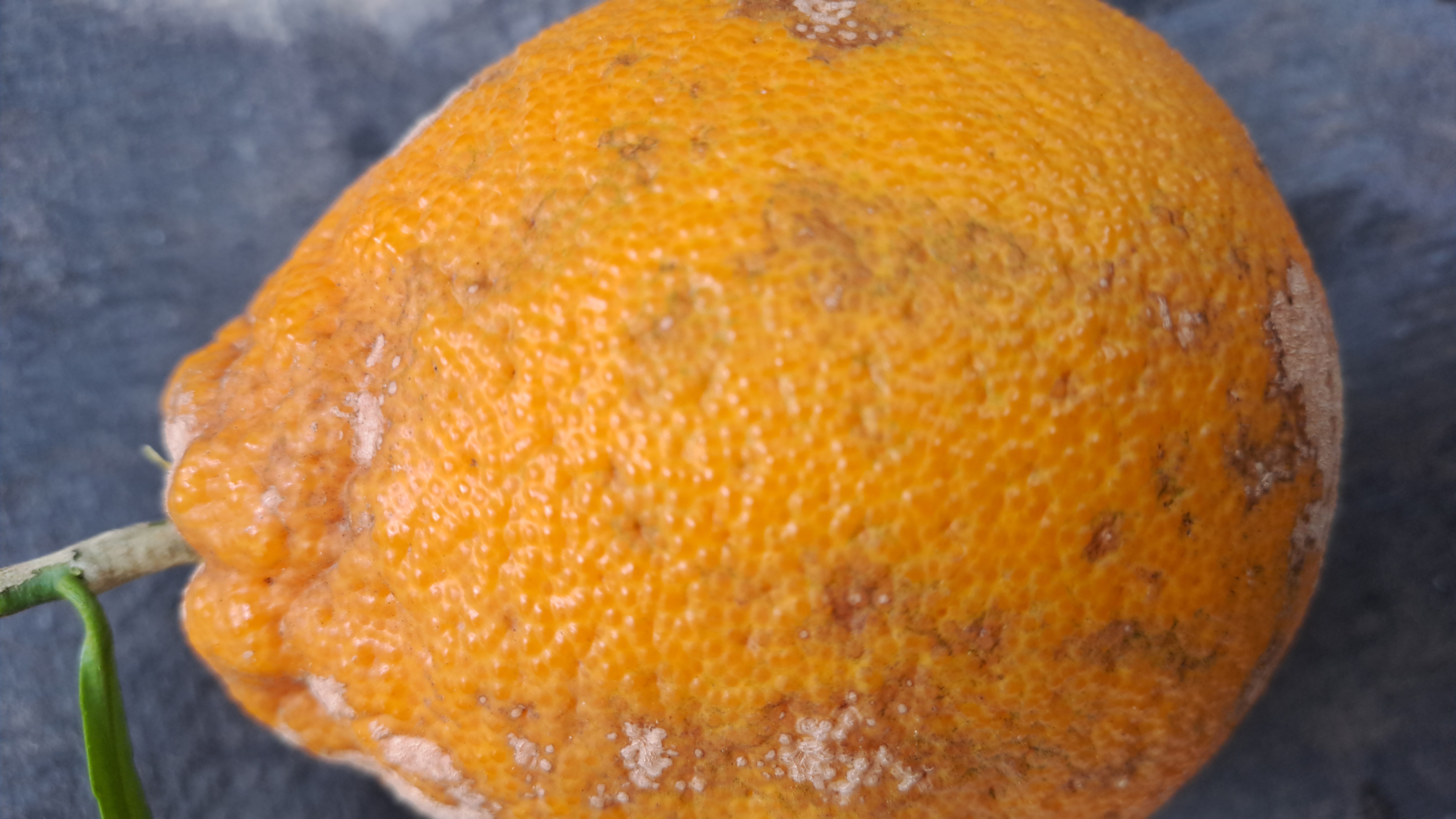 한라봉 과실피해