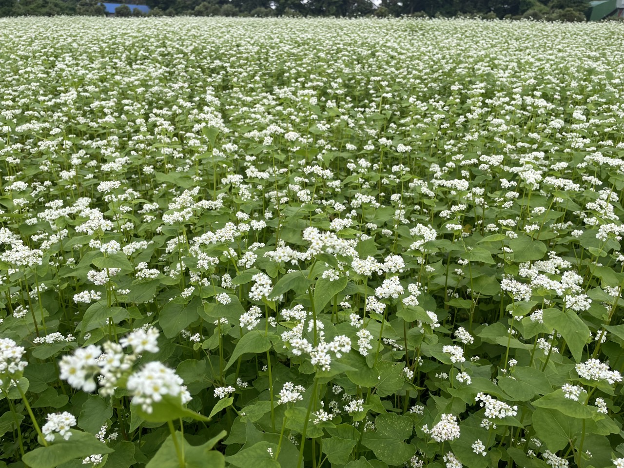 ‘양절’ 메밀 채종단지 참여 단체 모집