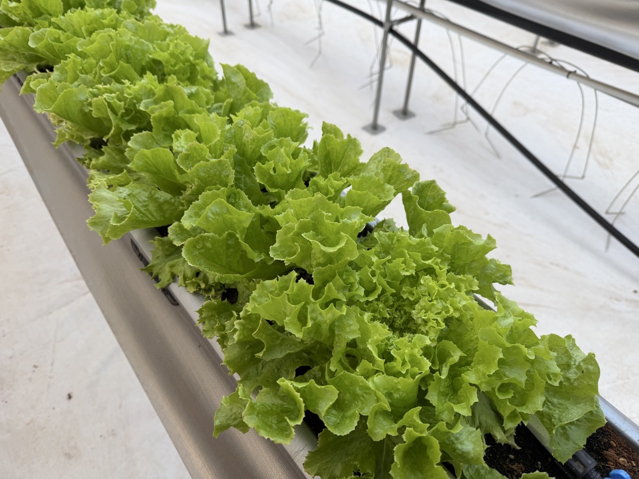 유럽상추, 새로운 쌈채소로 주목