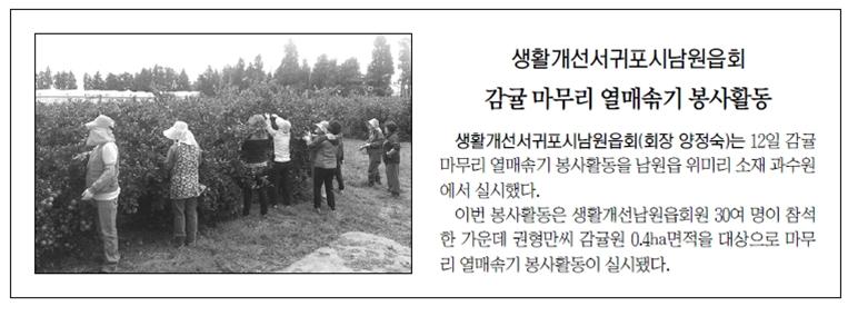 생활개선서귀포시남원읍회, 감귤 마무리 열매솎기 봉사활동 [제주신문-2015.10.13.]