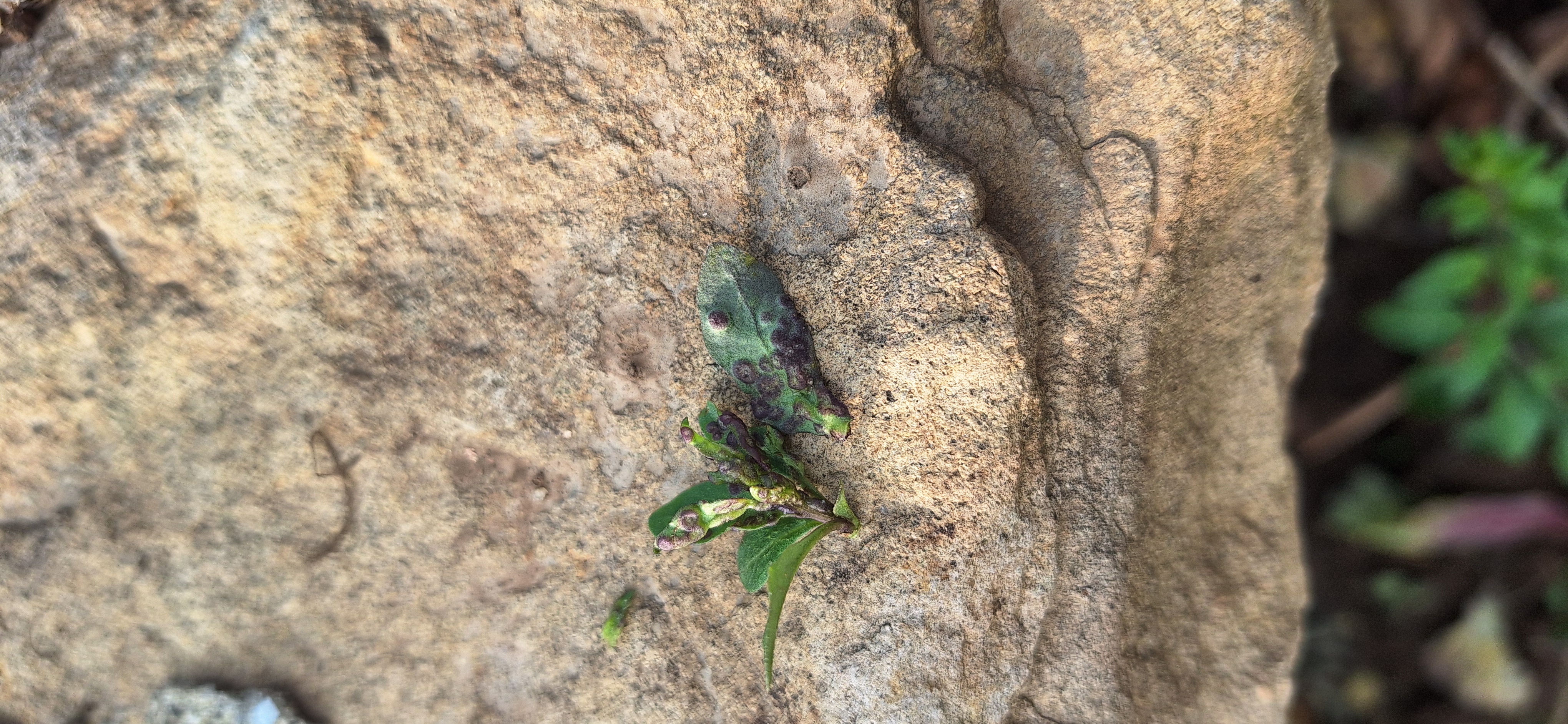 구기자 질병 문의