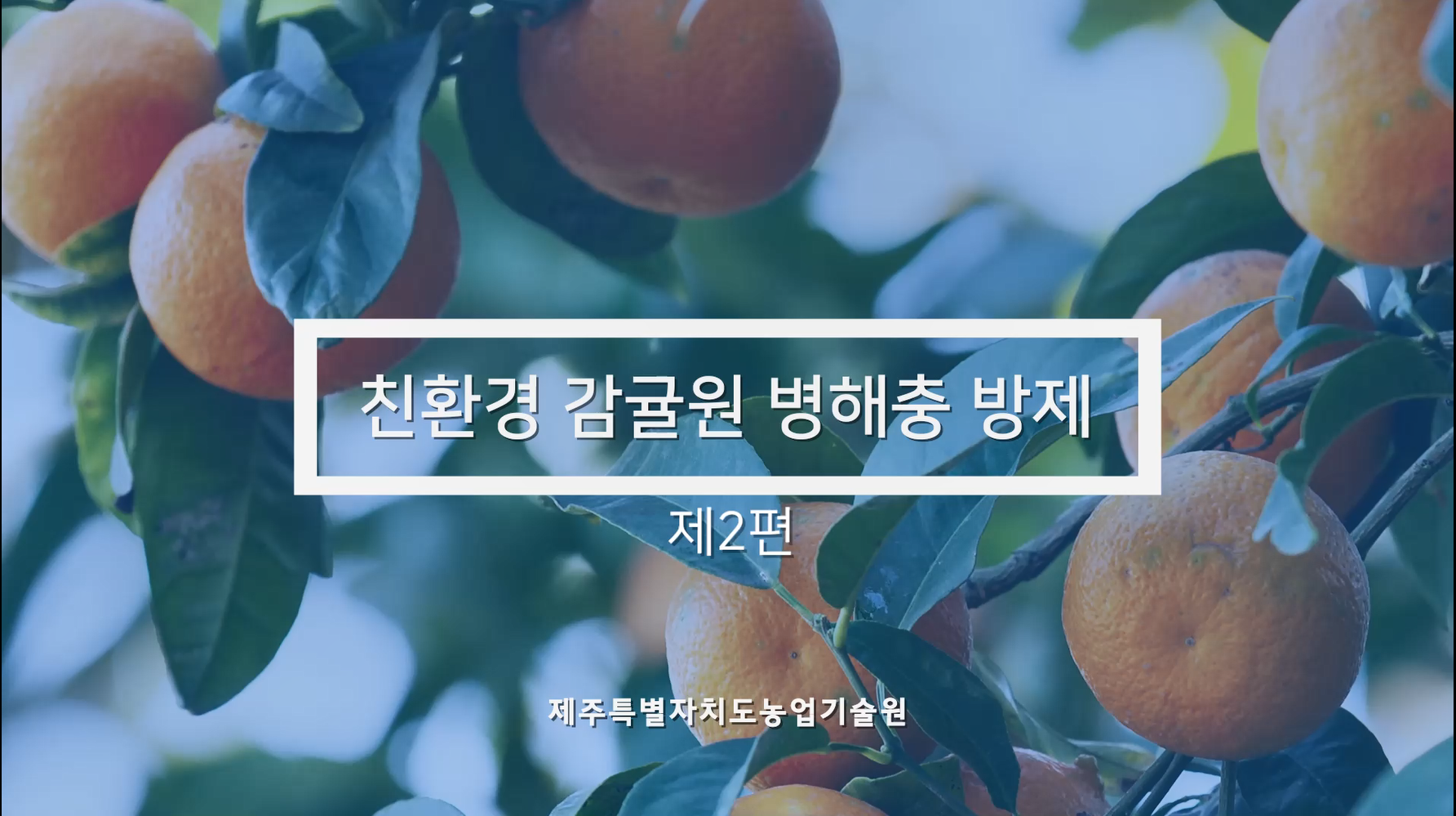 친환경 감귤원 병해충 방제 (제2편)