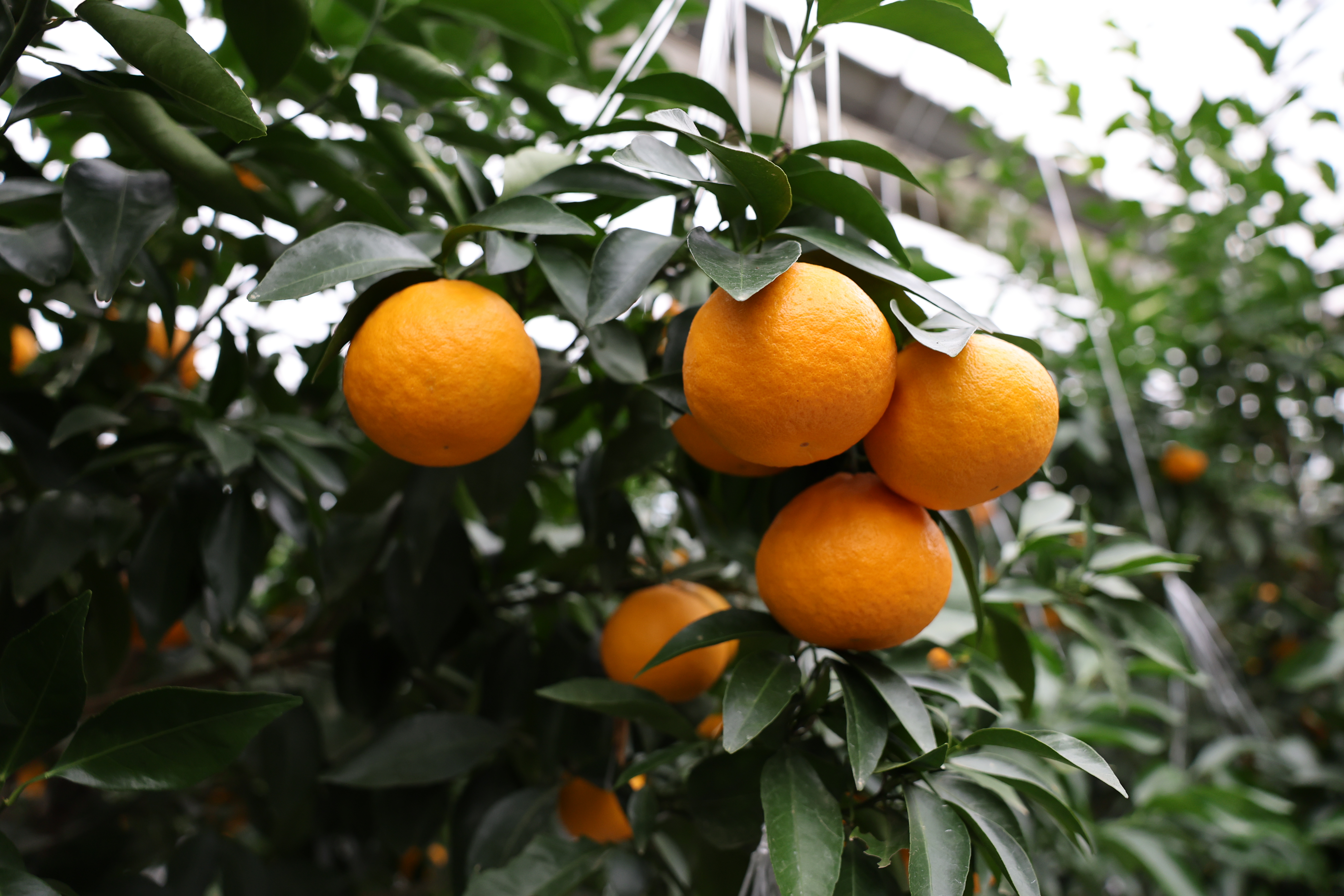 농업기술원 육성 신품종 만감류, 2026년 보급 확대