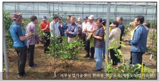 [동정] 서부농업기술센터 고품질 한라봉 생산 현장교육