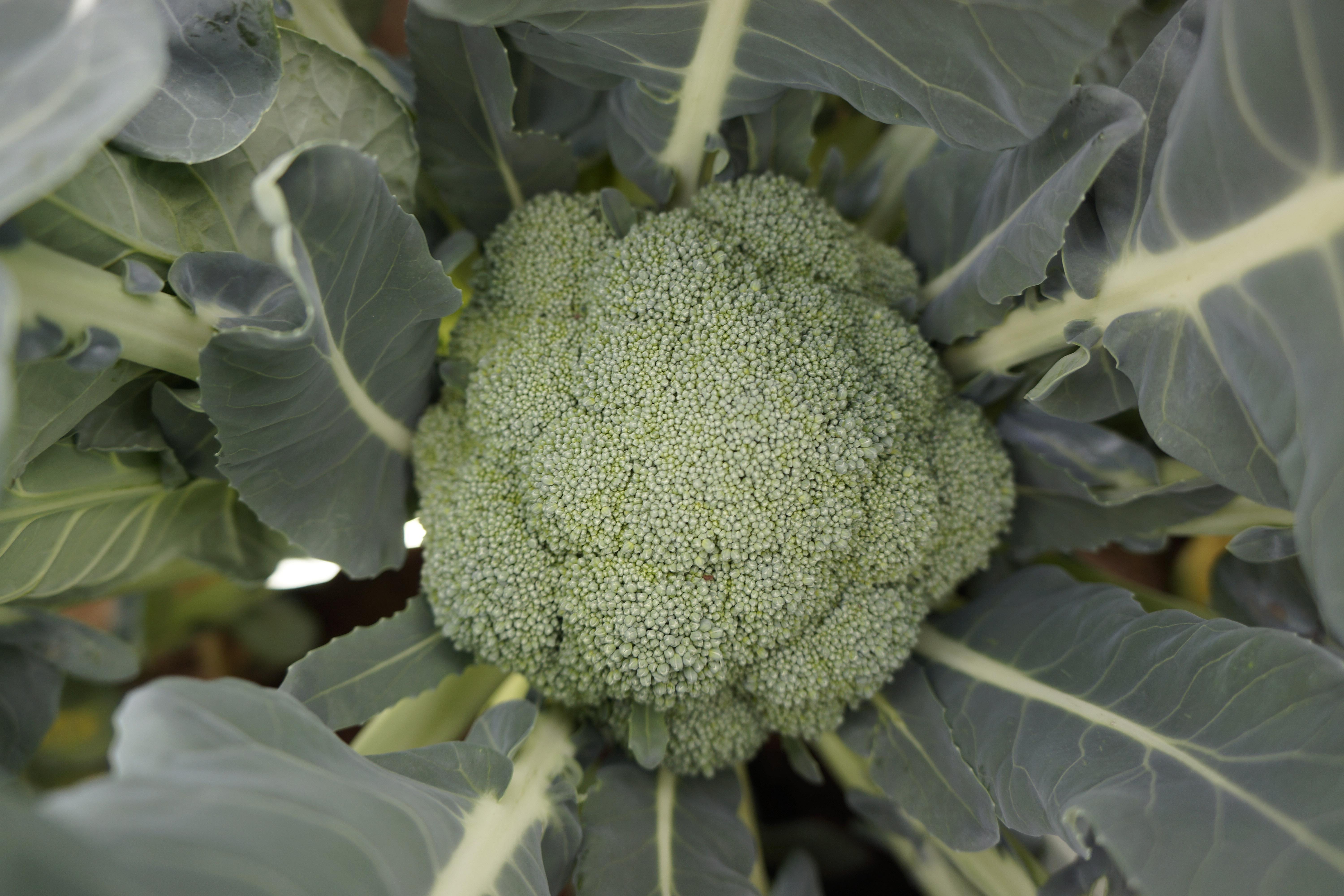 수확 빠르고 병에 강한 브로콜리 2계통 선발