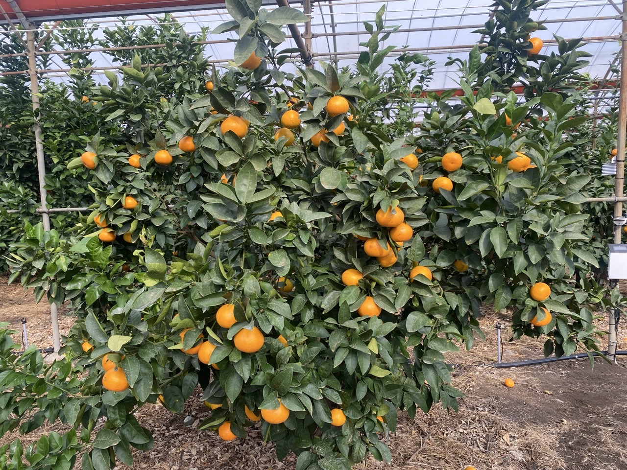 국내 육성 ‘미래향’ 추석 출하 가온재배 연구 착수