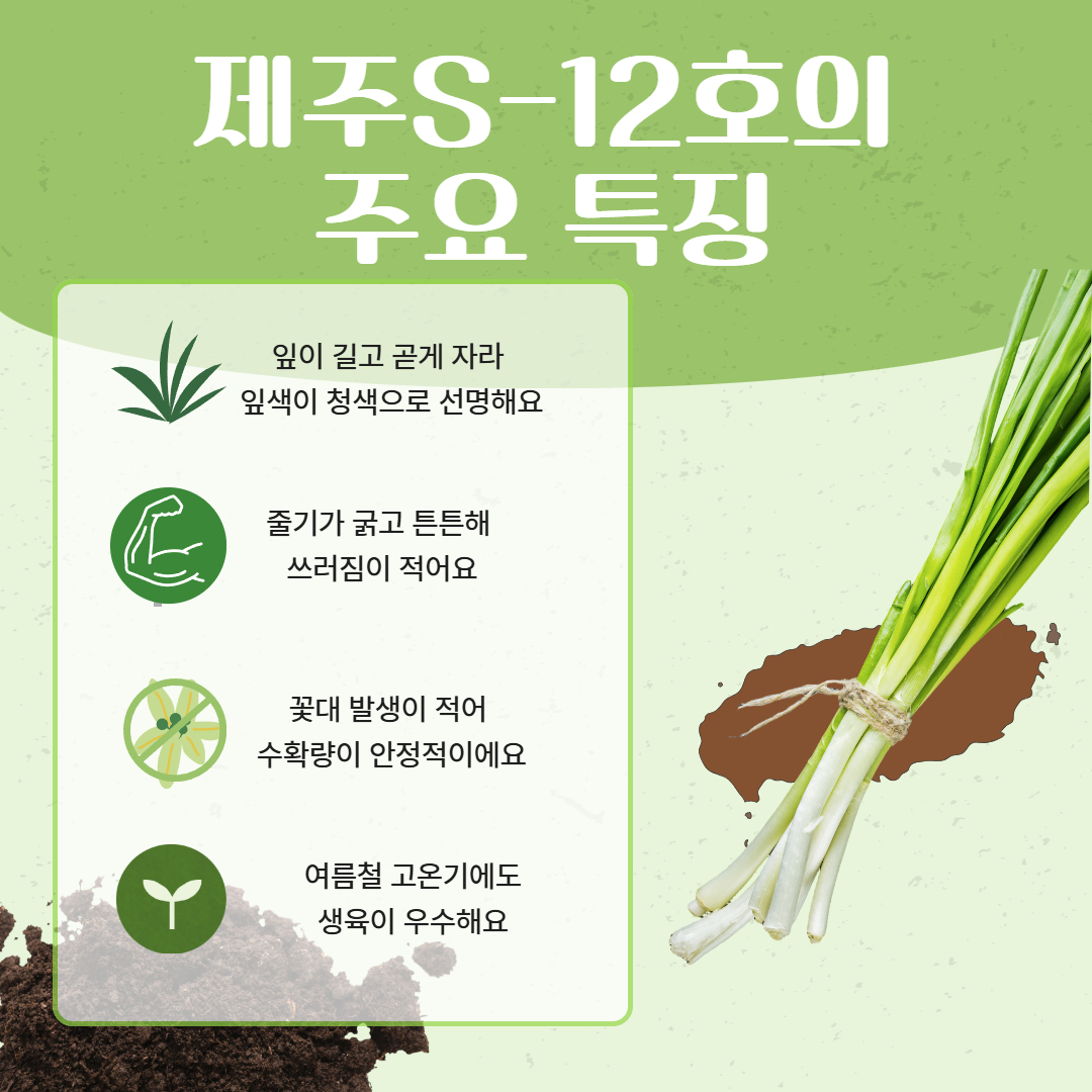 여름에도 강한 쪽파, '제주S-12호'를 소개합니다