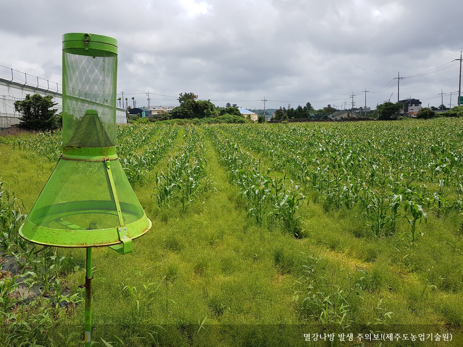 [보도자료] 멸강나방 발생 주의보!
