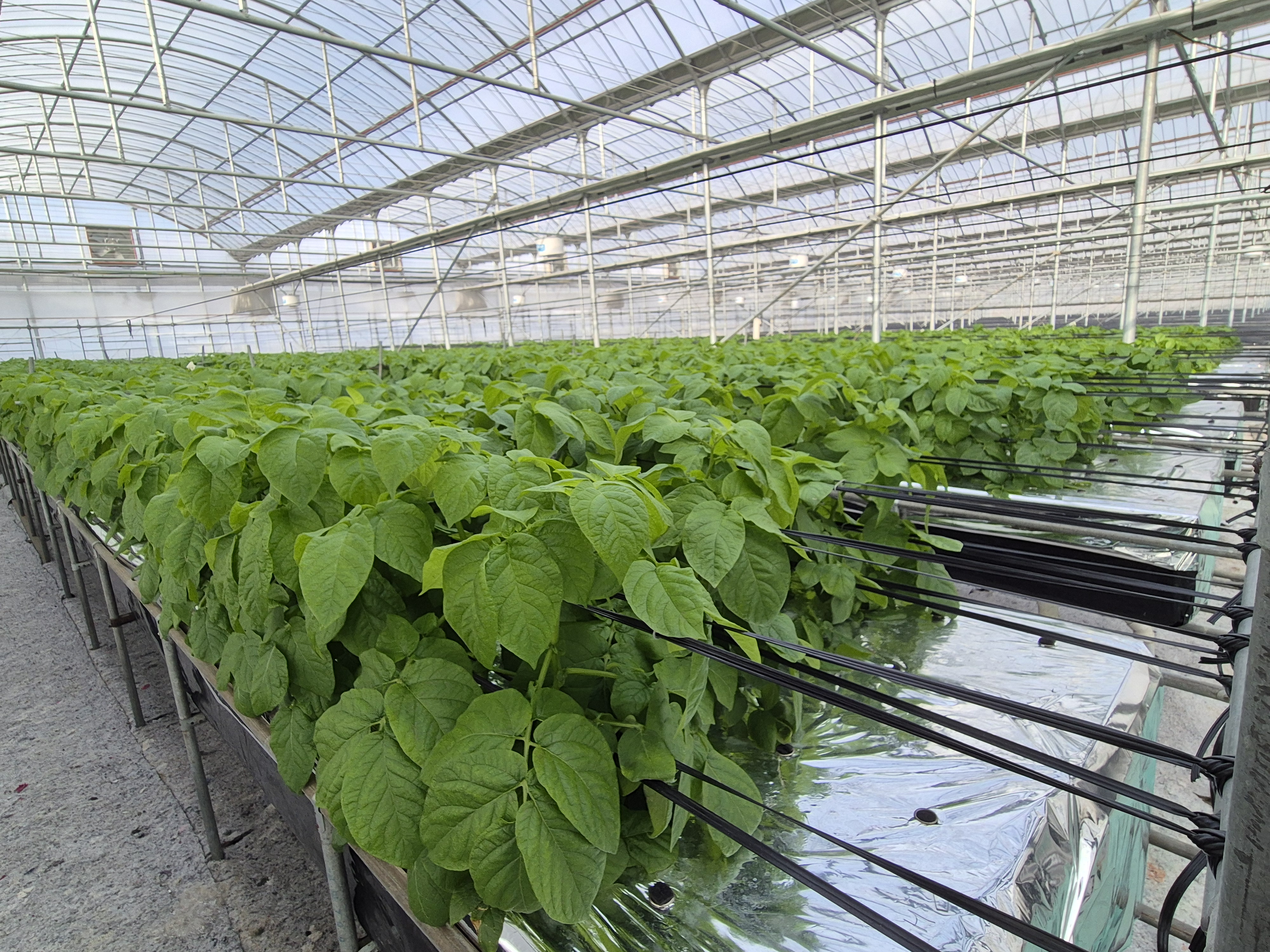 농업기술원, 디지털 기반 씨감자 생산 시스템 구축 완료