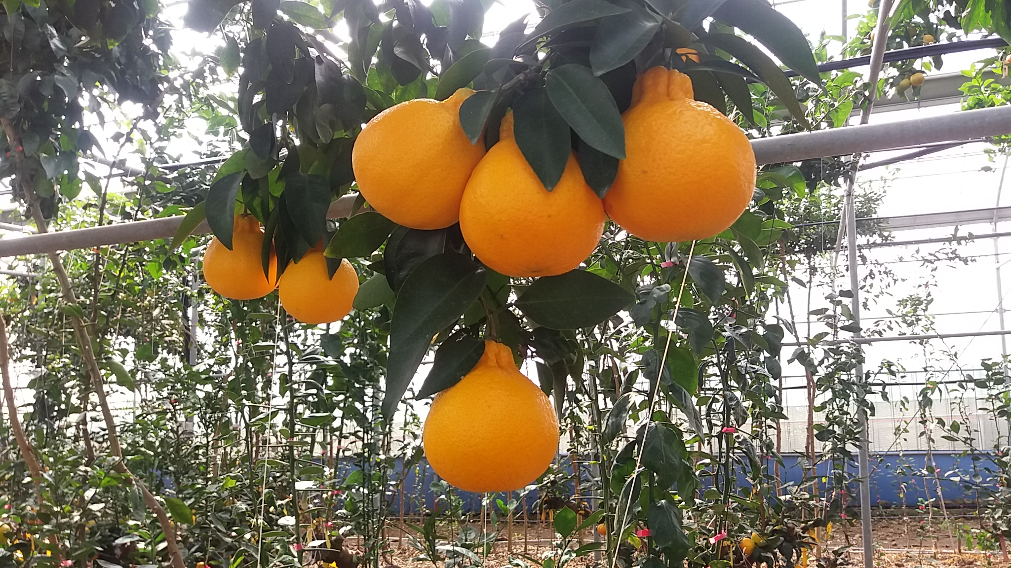 ‘맛나봉’, ‘레드스타’, ‘설향’ 내년부터 농가 보급