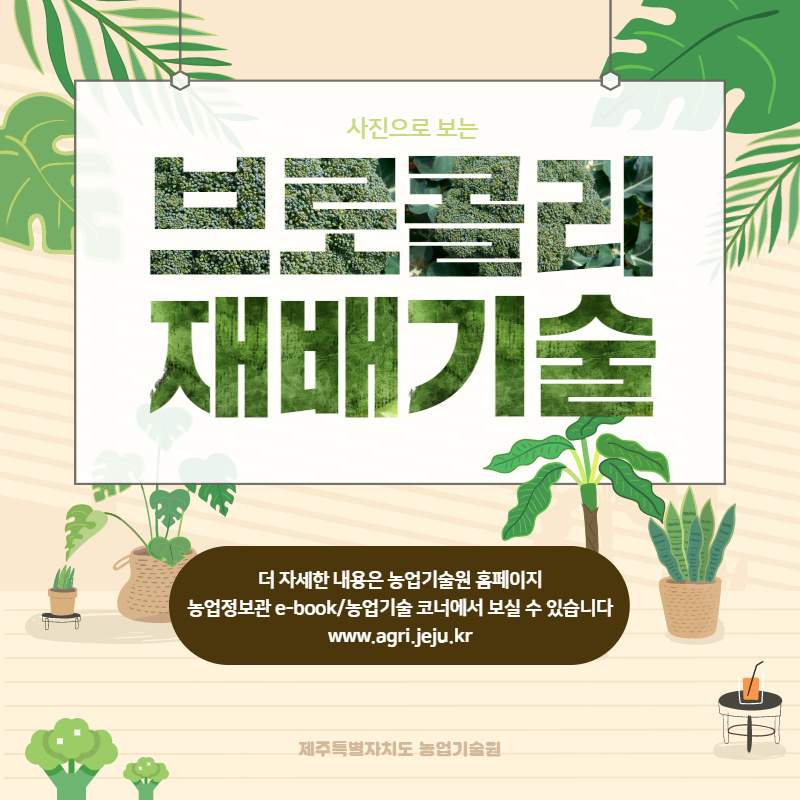 브로콜리 재배기술