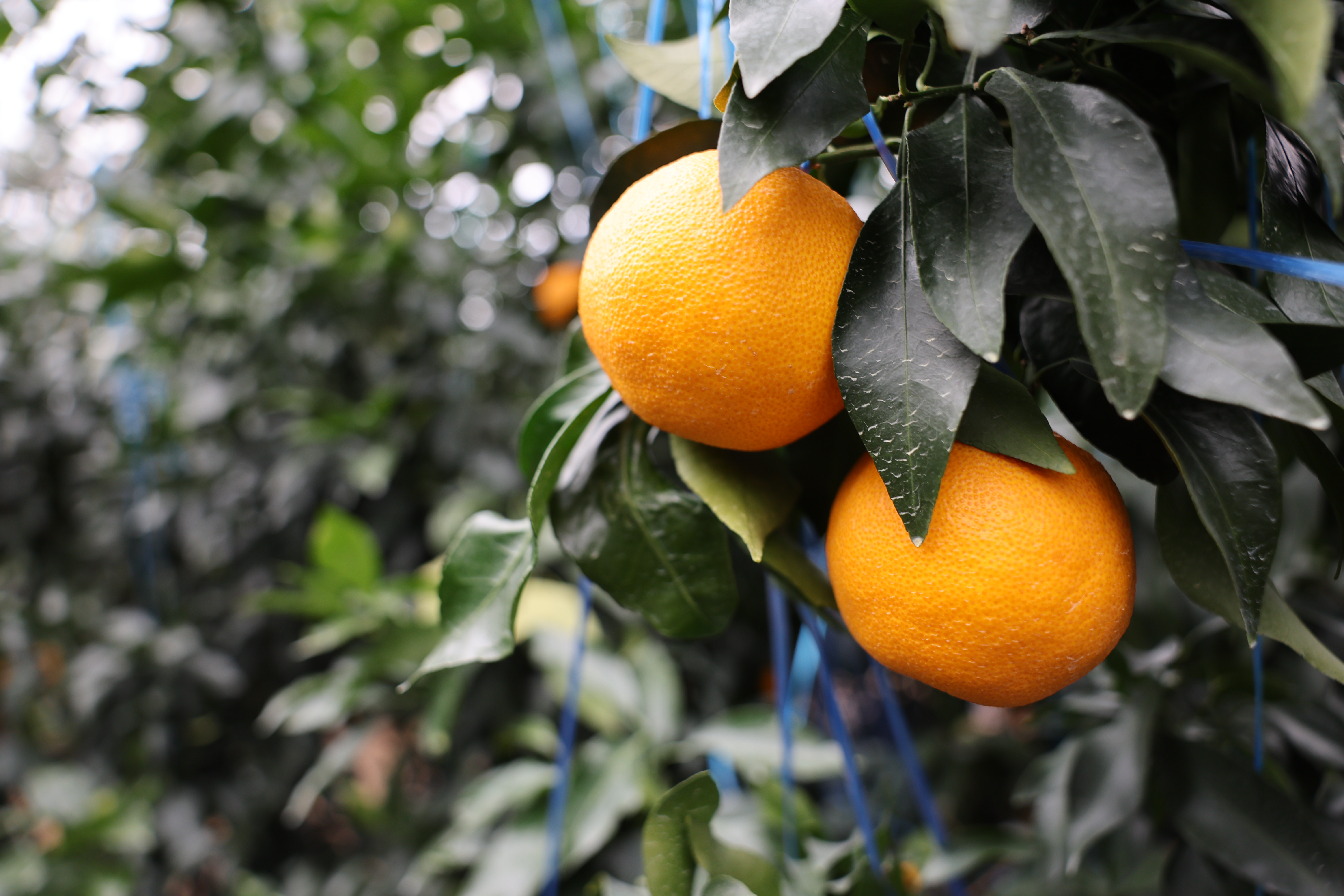 260219_수시_농업기술원_설향 착과.jpg