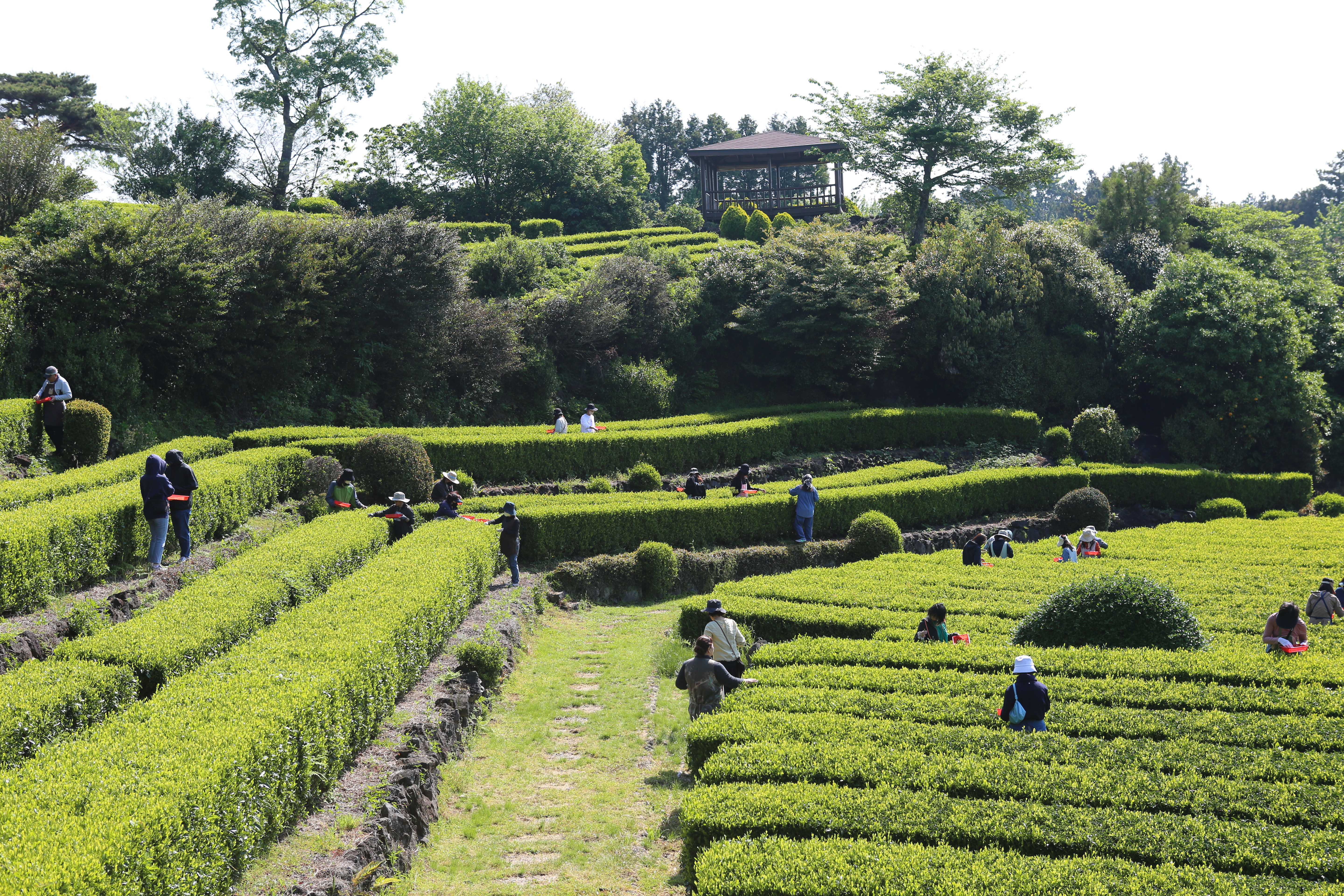 제주농업생태원, 전통초가 ‘지붕잇기’로 봄맞이 준비