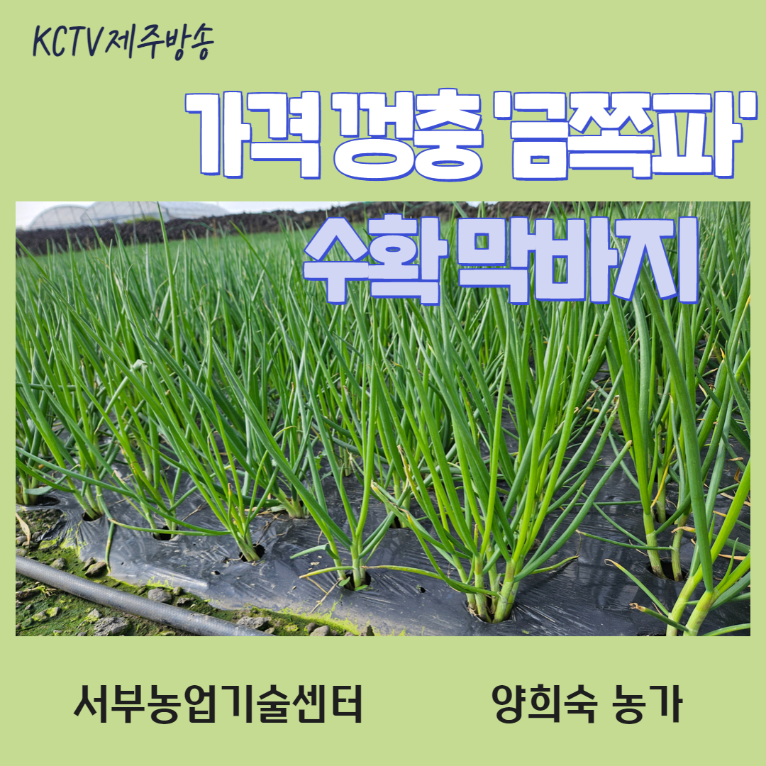 가격 껑충 '금쪽파' 수확 막바지