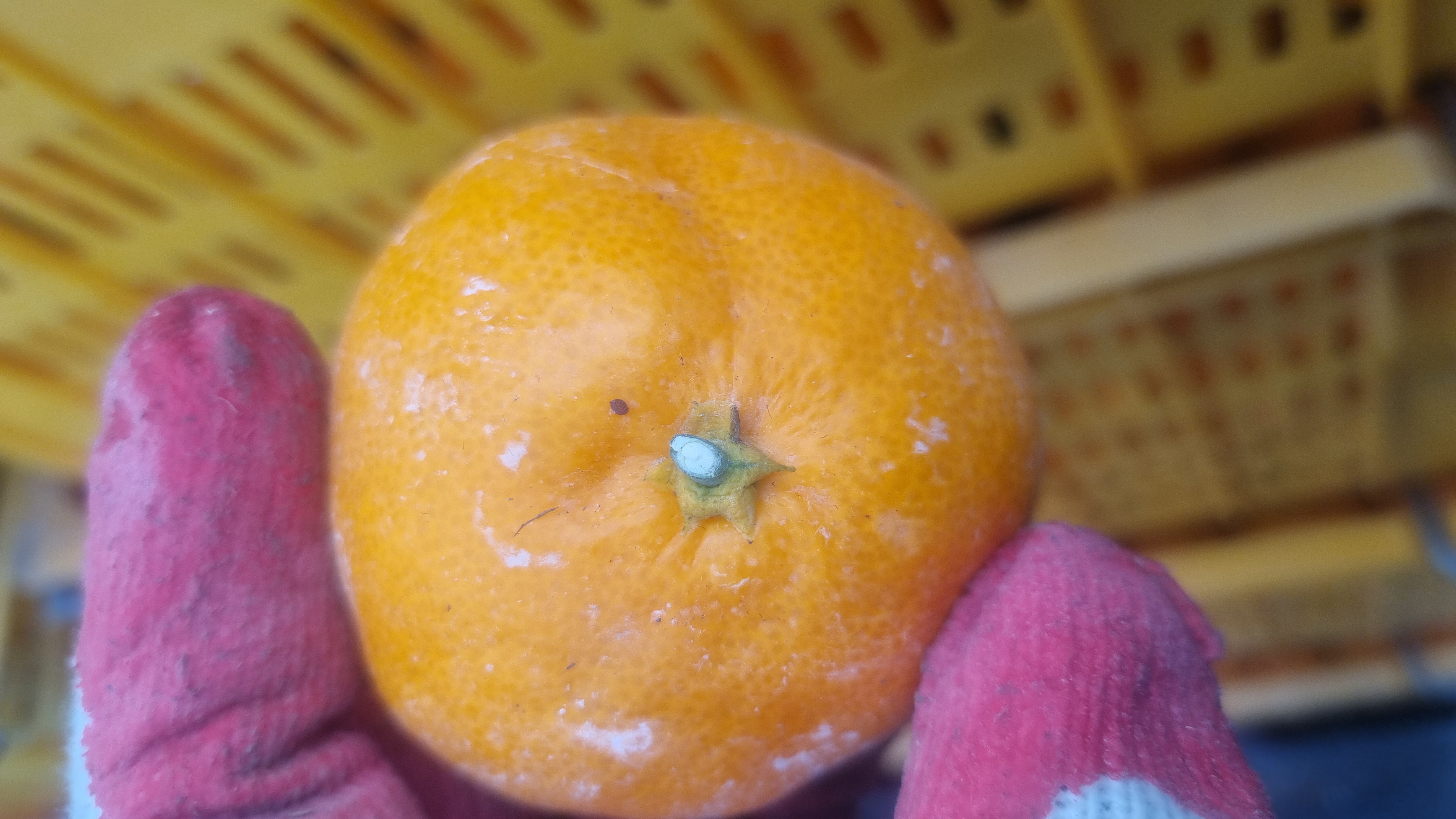 귤상태확인부탁드려요