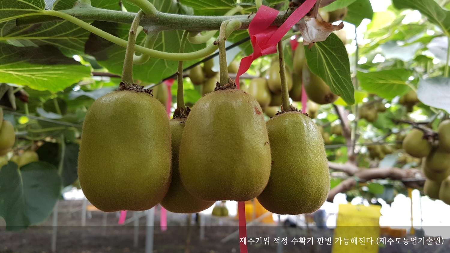 [보도자료] 제주키위 적정 수확기 판별 가능해진다