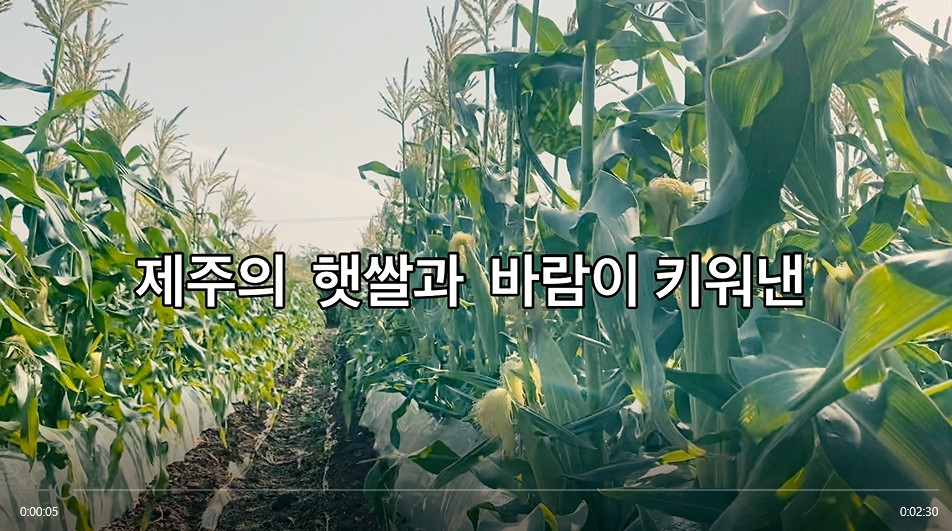 초당옥수수 보관 방법 및 가공기술