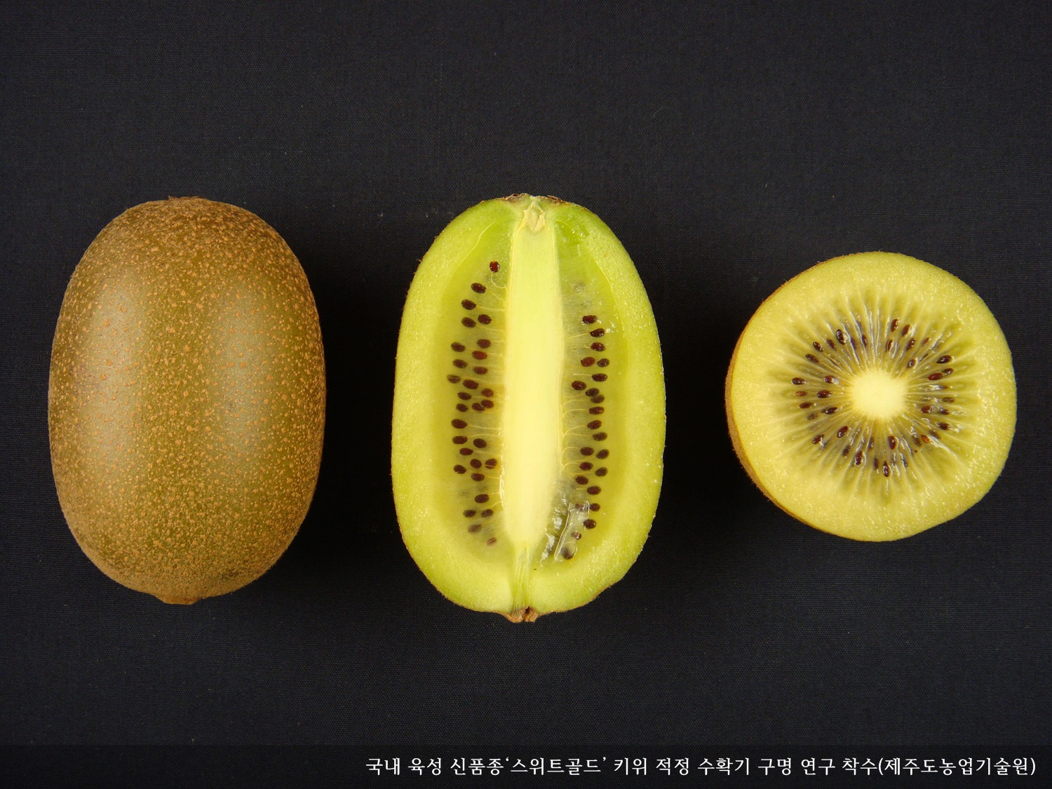 [보도자료] 국내 육성 신품종‘스위트골드’ 키위 적정 수확기 구명 연구 착수