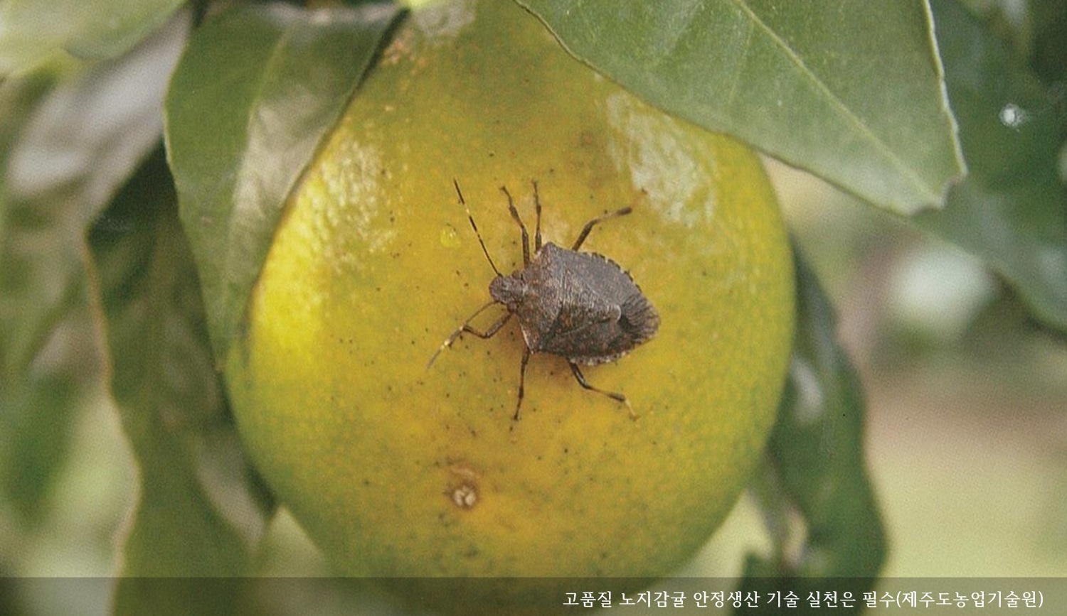 [보도자료] 고품질 노지감귤 안정생산 기술 실천은 필수