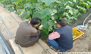 고품질 시설오이 생산을 위한 현장컨설팅 교육