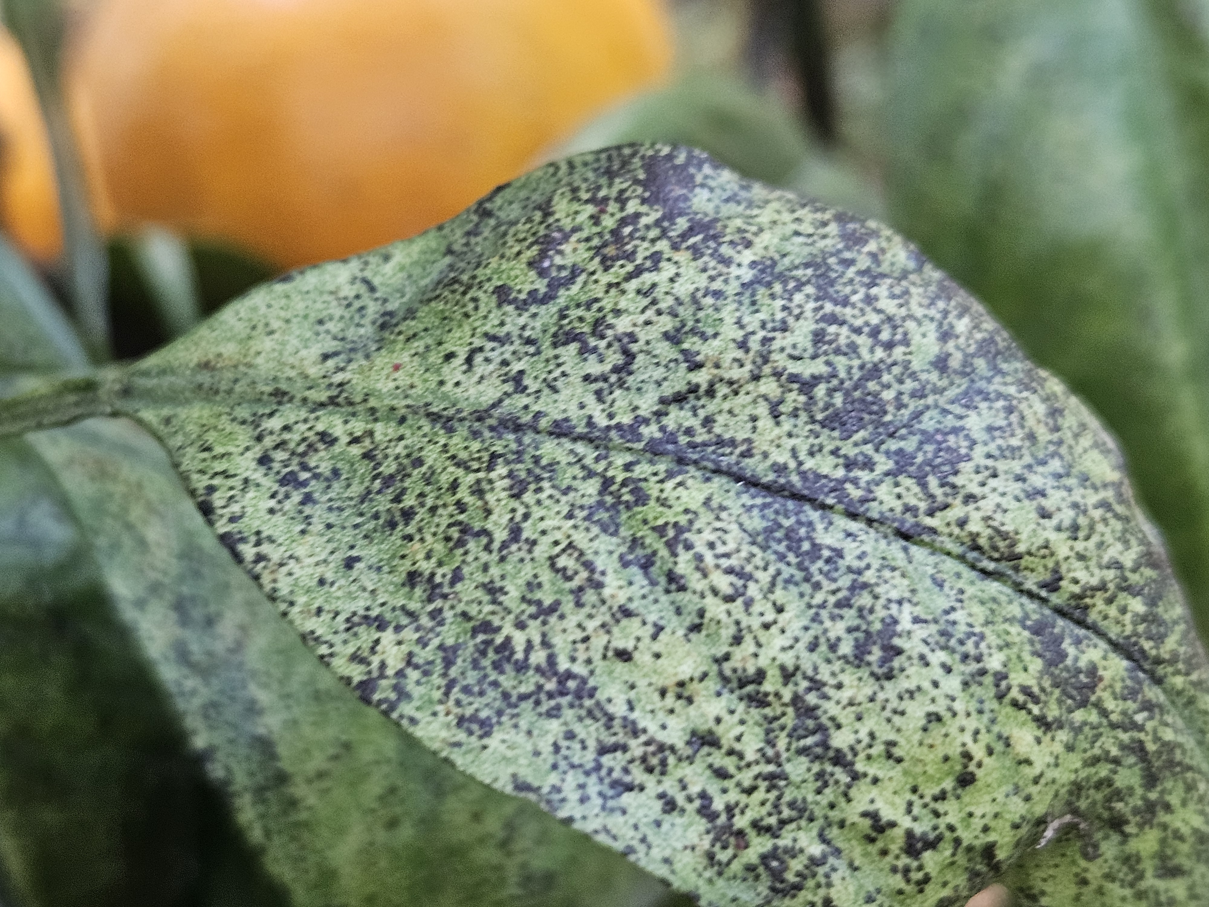 노지 감귤 병충해 문의드립니다.