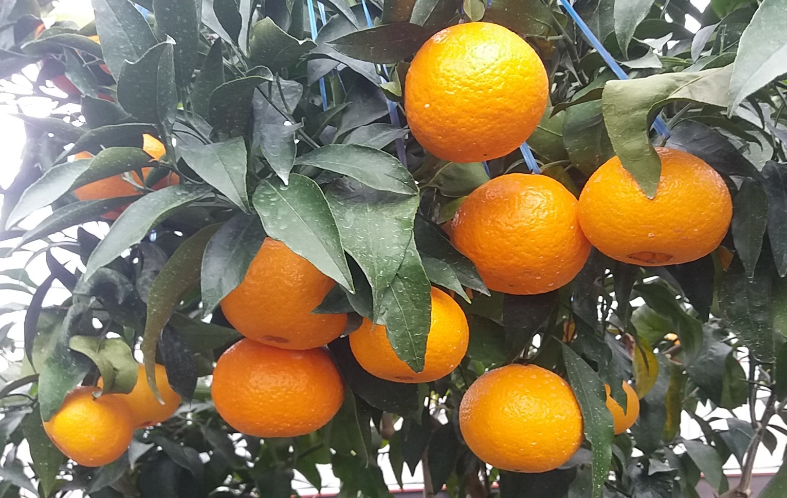 제주 육성 고품질 만감류, 현장에서 직접 확인하세요