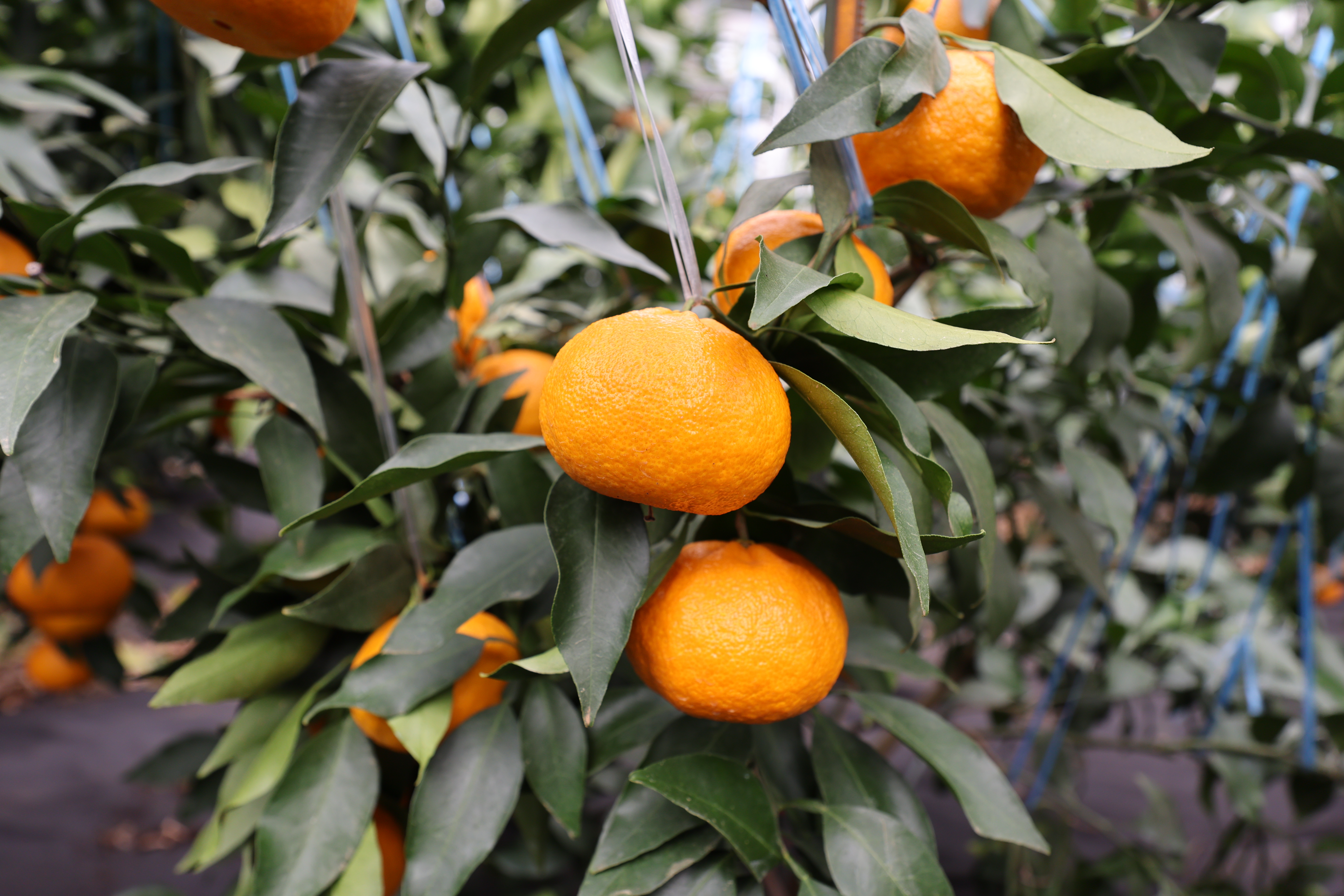 260219_수시_농업기술원_달코미 착과.JPG