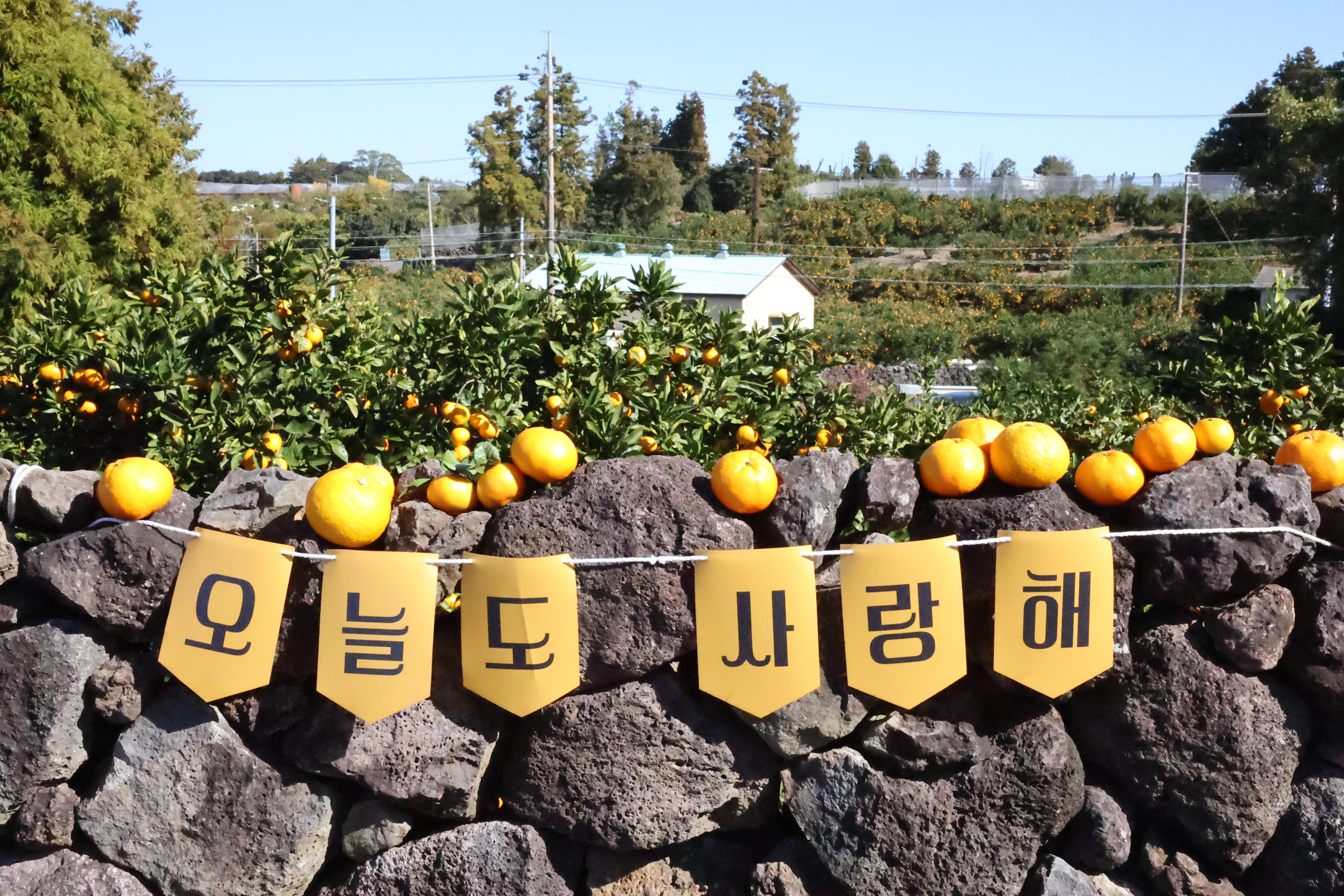제주농업생태원, 전통초가 ‘지붕잇기’로 봄맞이 준비