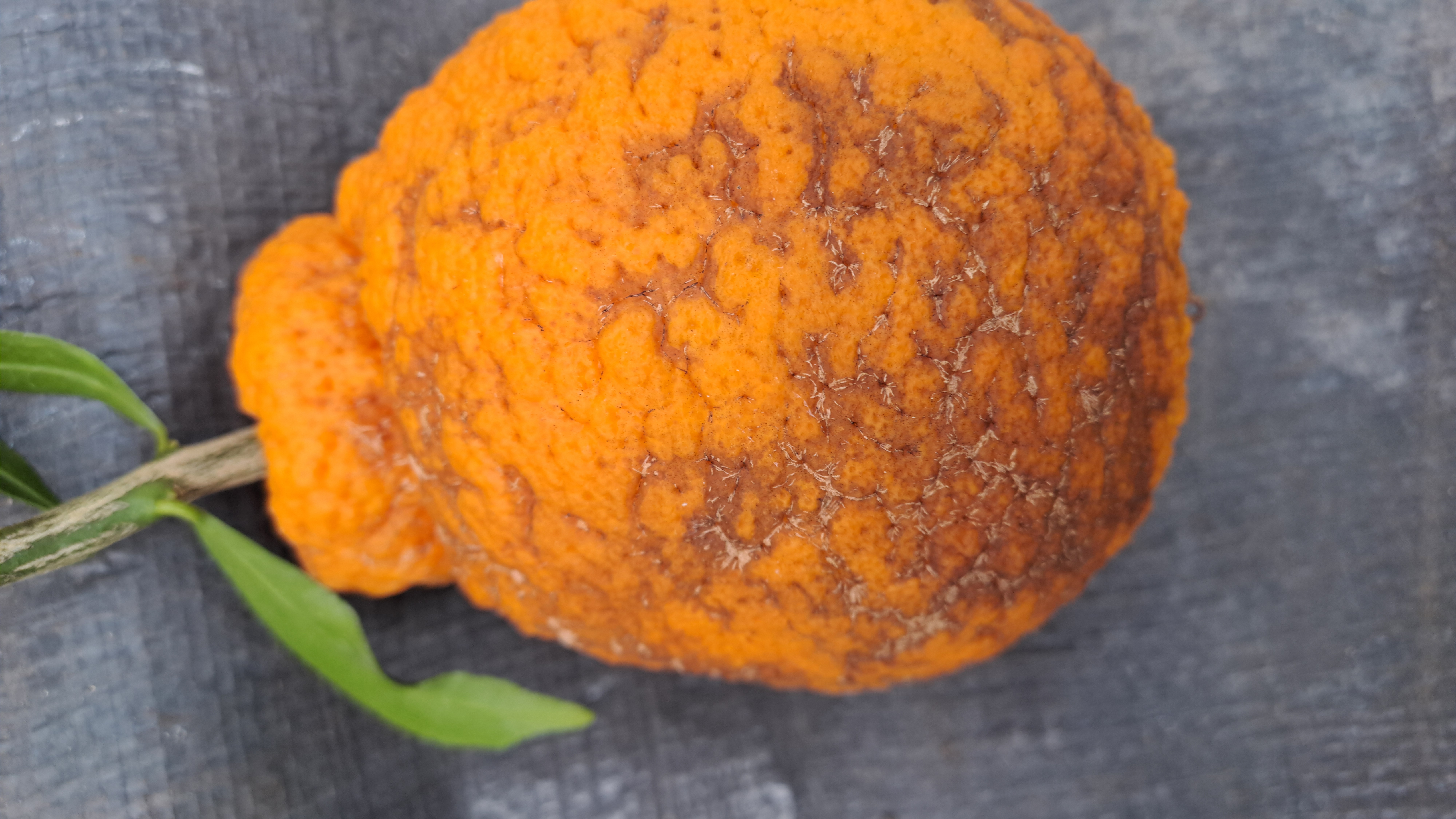 한라봉 과실피해