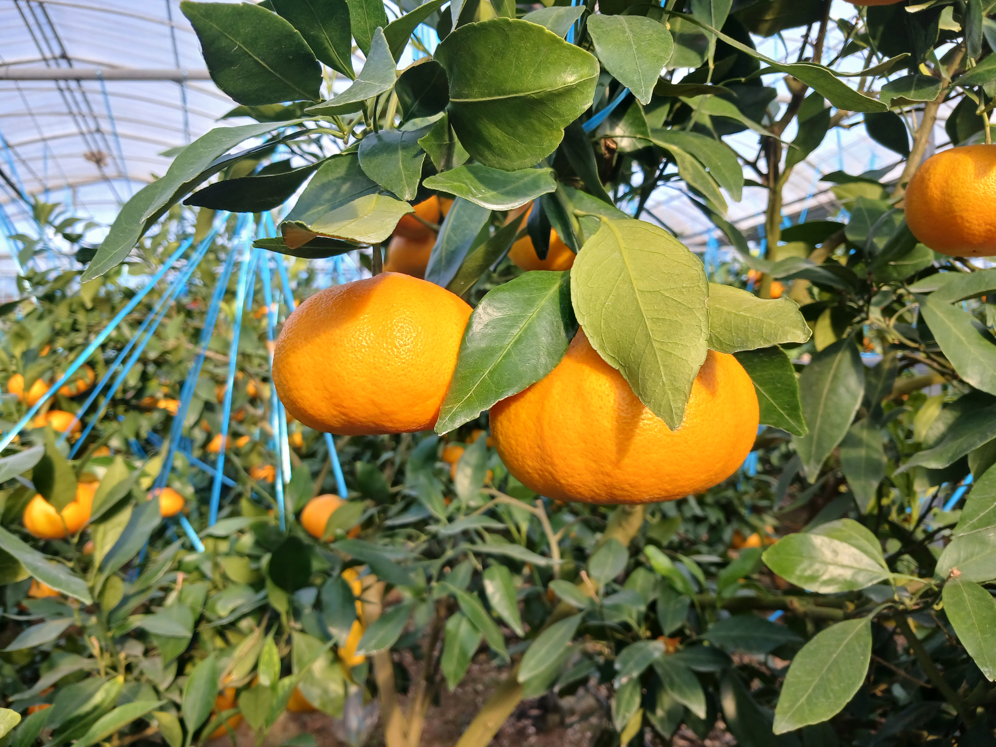 환경·생육 데이터로‘감평’키운다…상관관계 정립 나서