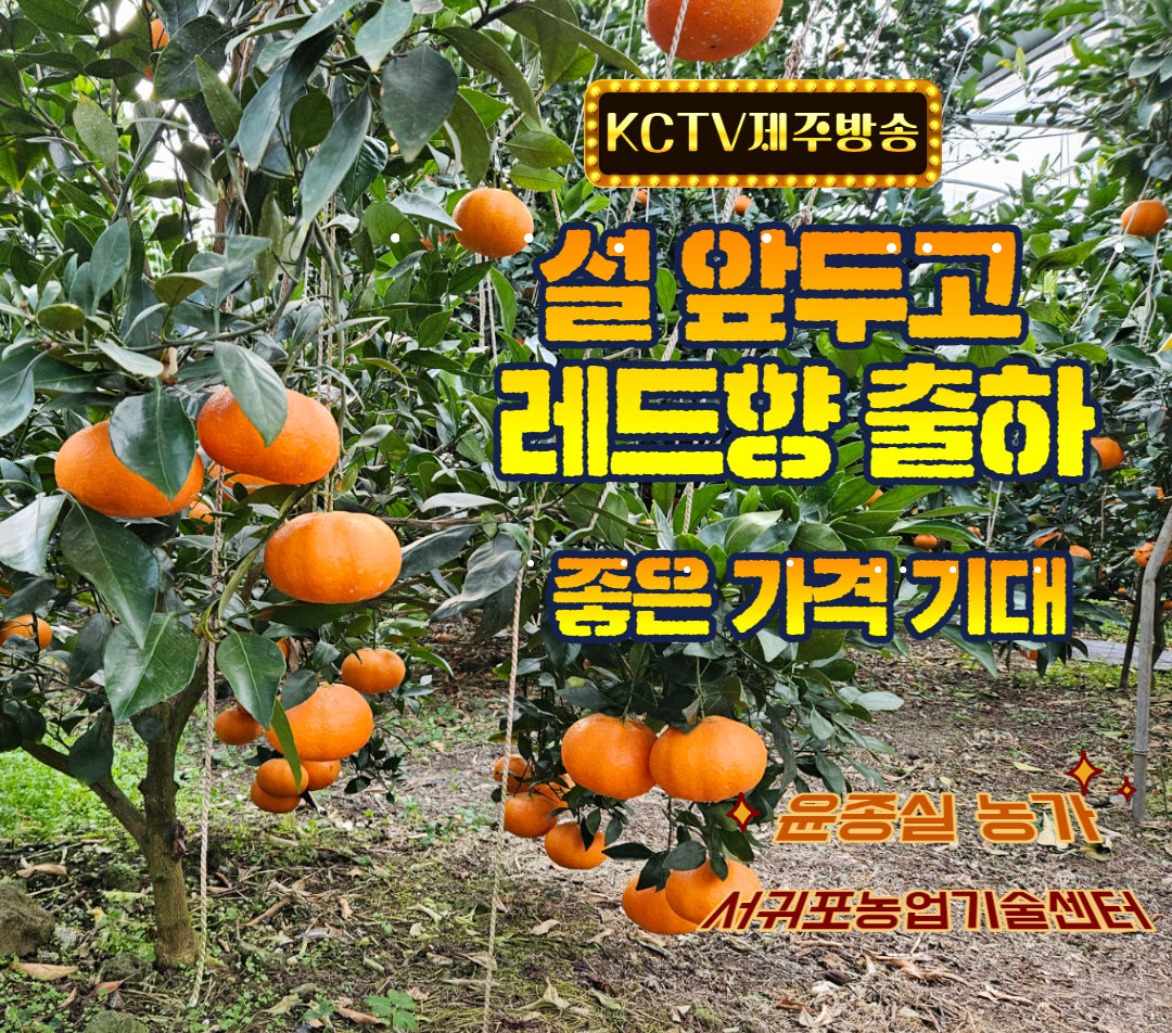 설 앞두고 레드향 출하 … 좋은 가격 기대