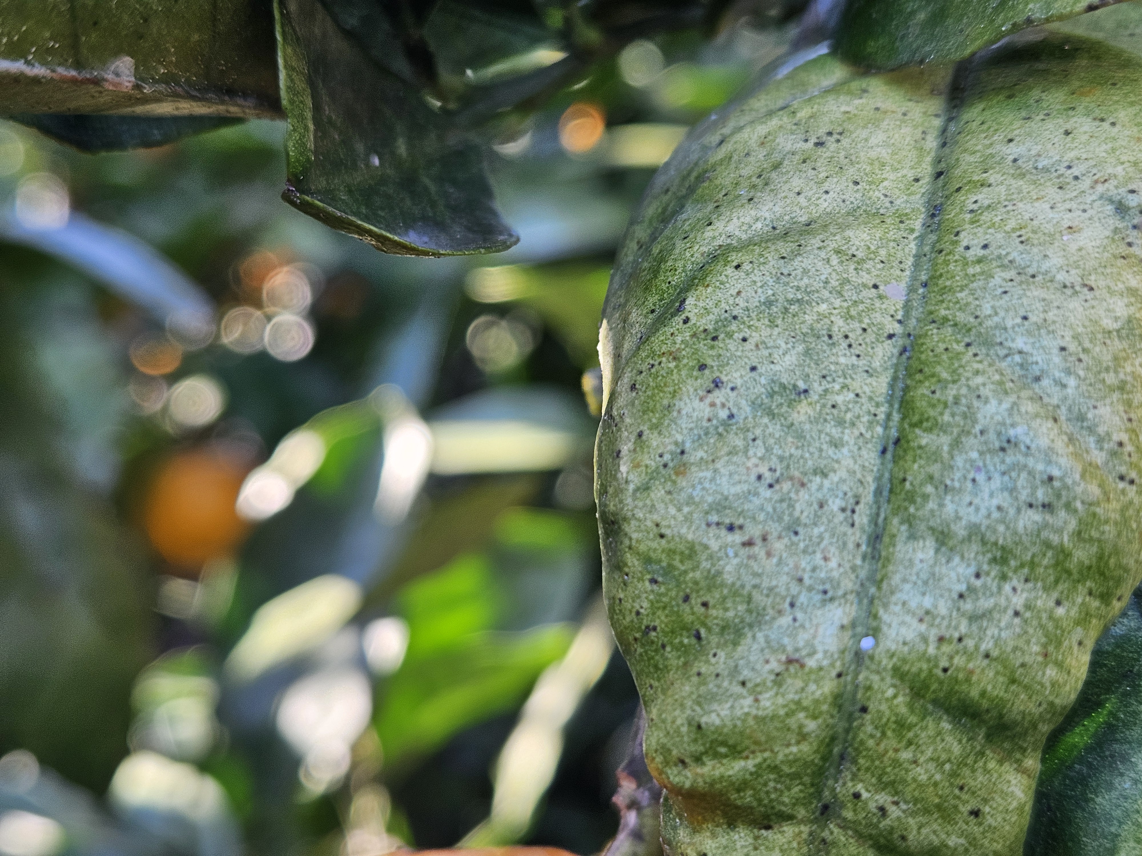 노지 감귤 병충해 문의드립니다.