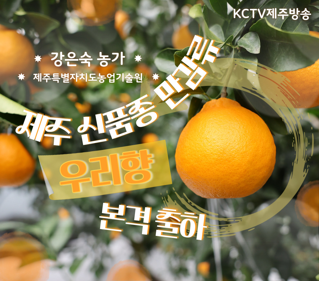 제주 신품종 만감류 '우리향' 본격 출하
